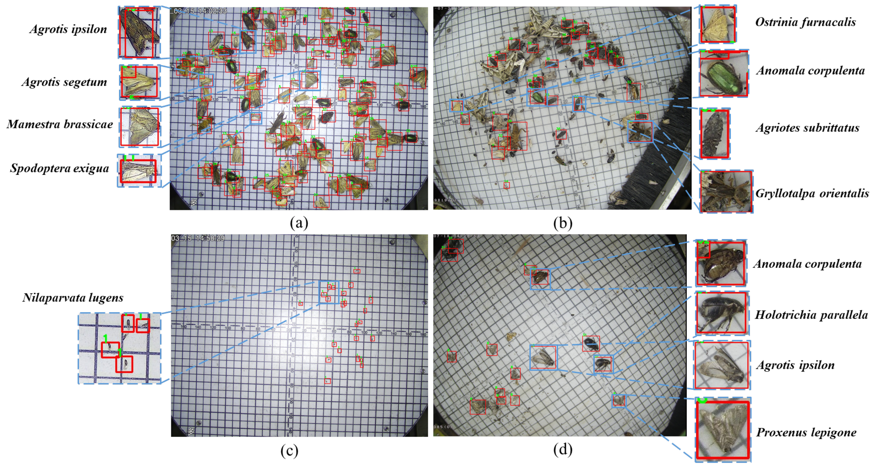 Insects 13 00554 g001