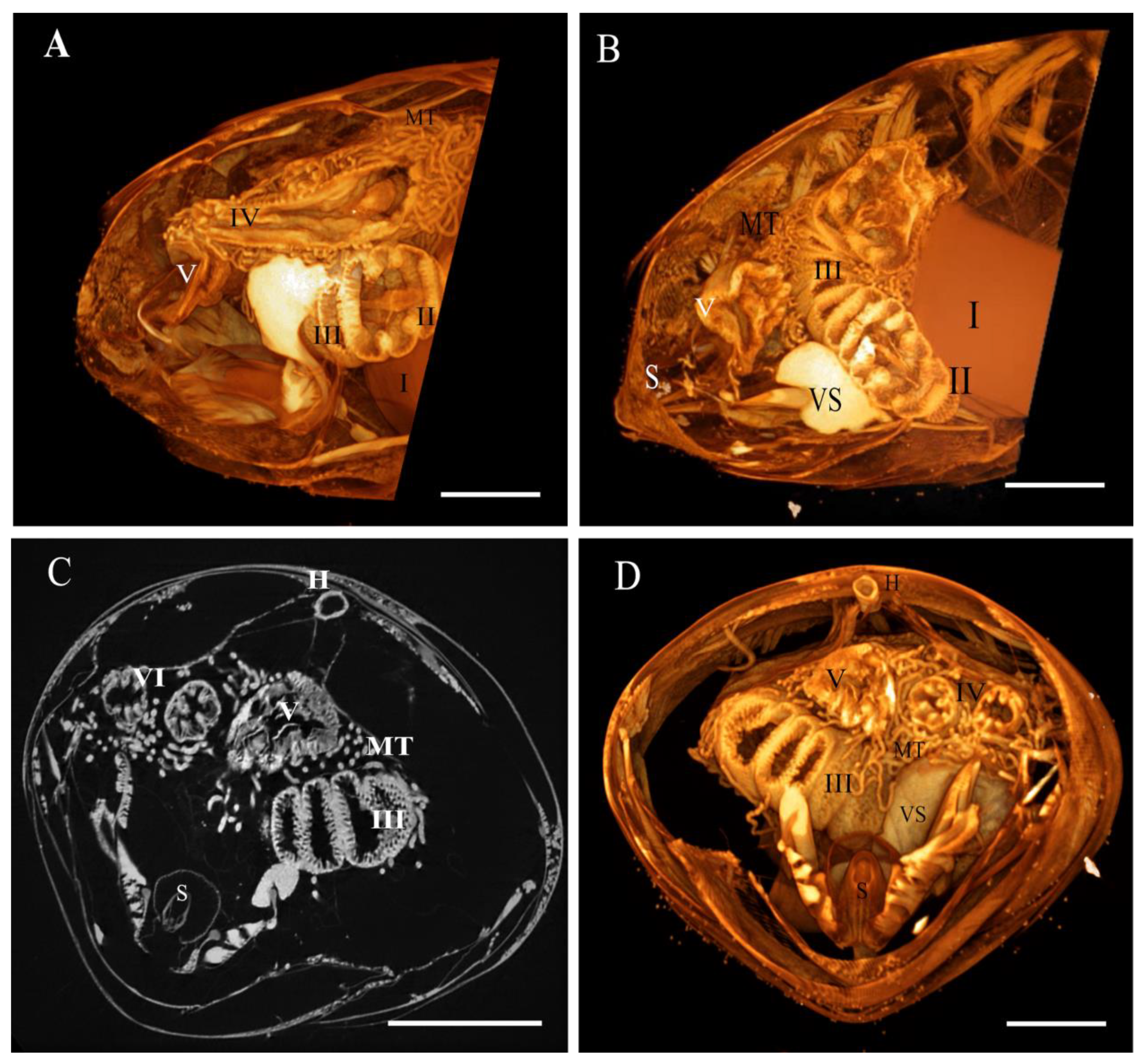 Insects 13 00556 g001
