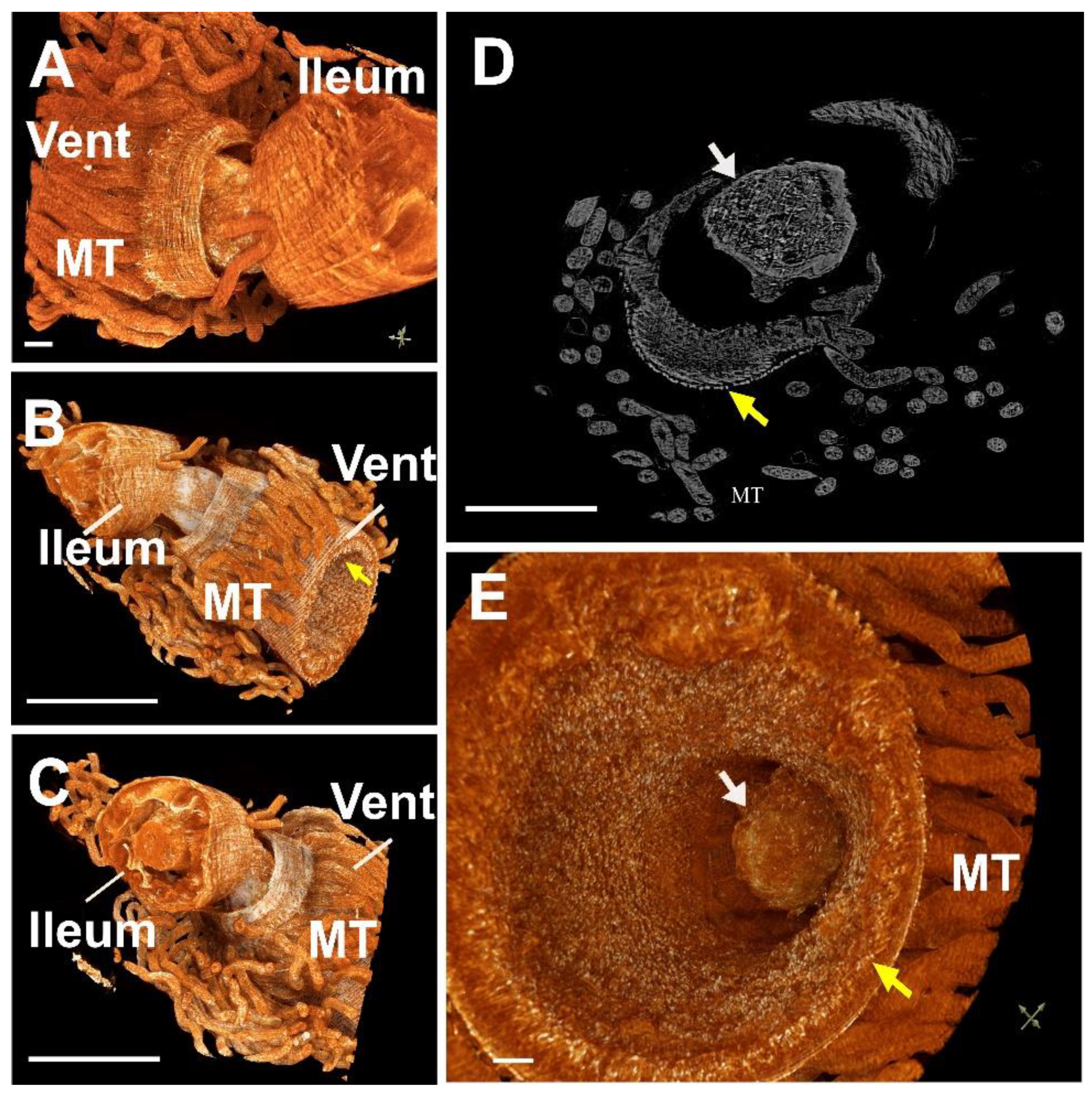 Insects 13 00556 g003