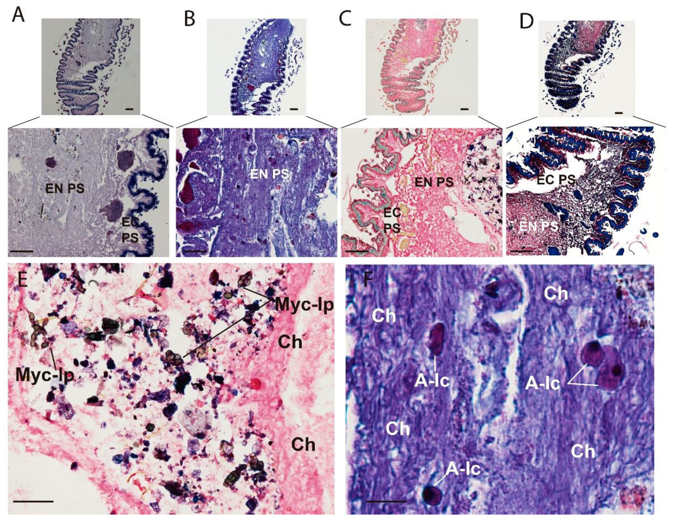 Insects 13 00556 g004
