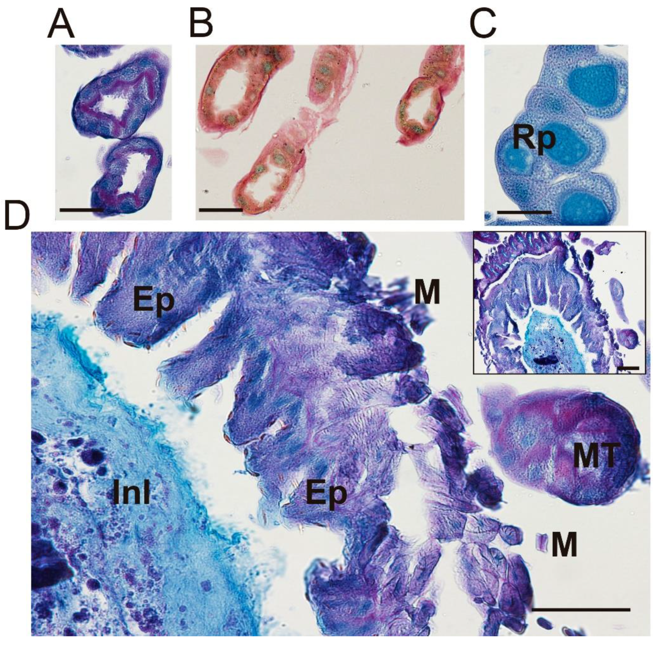 Insects 13 00556 g006