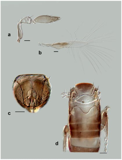 Insects 13 00561 g011