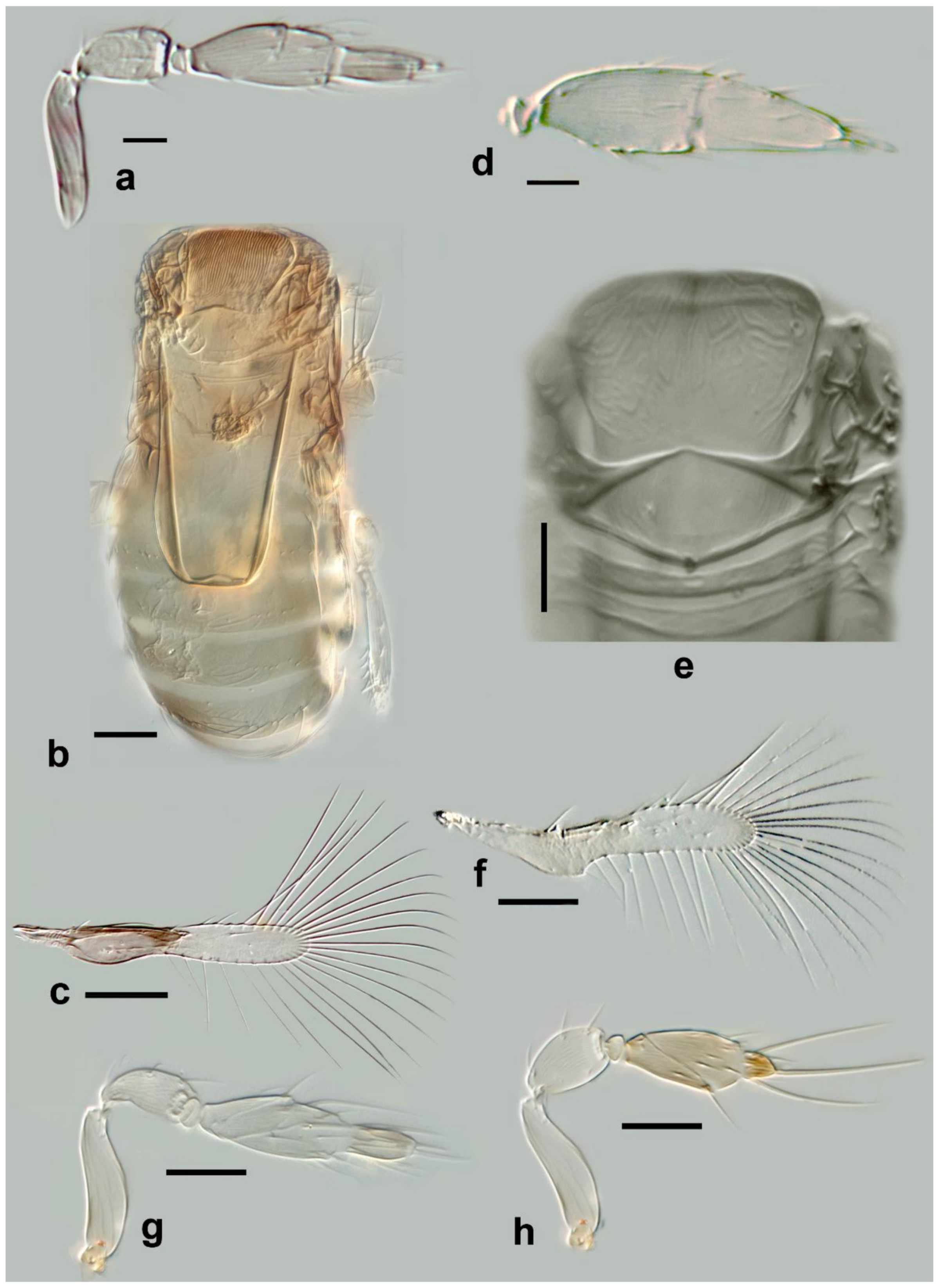 Insects 13 00561 g012