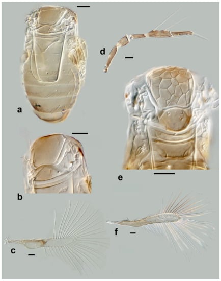 Insects 13 00561 g013