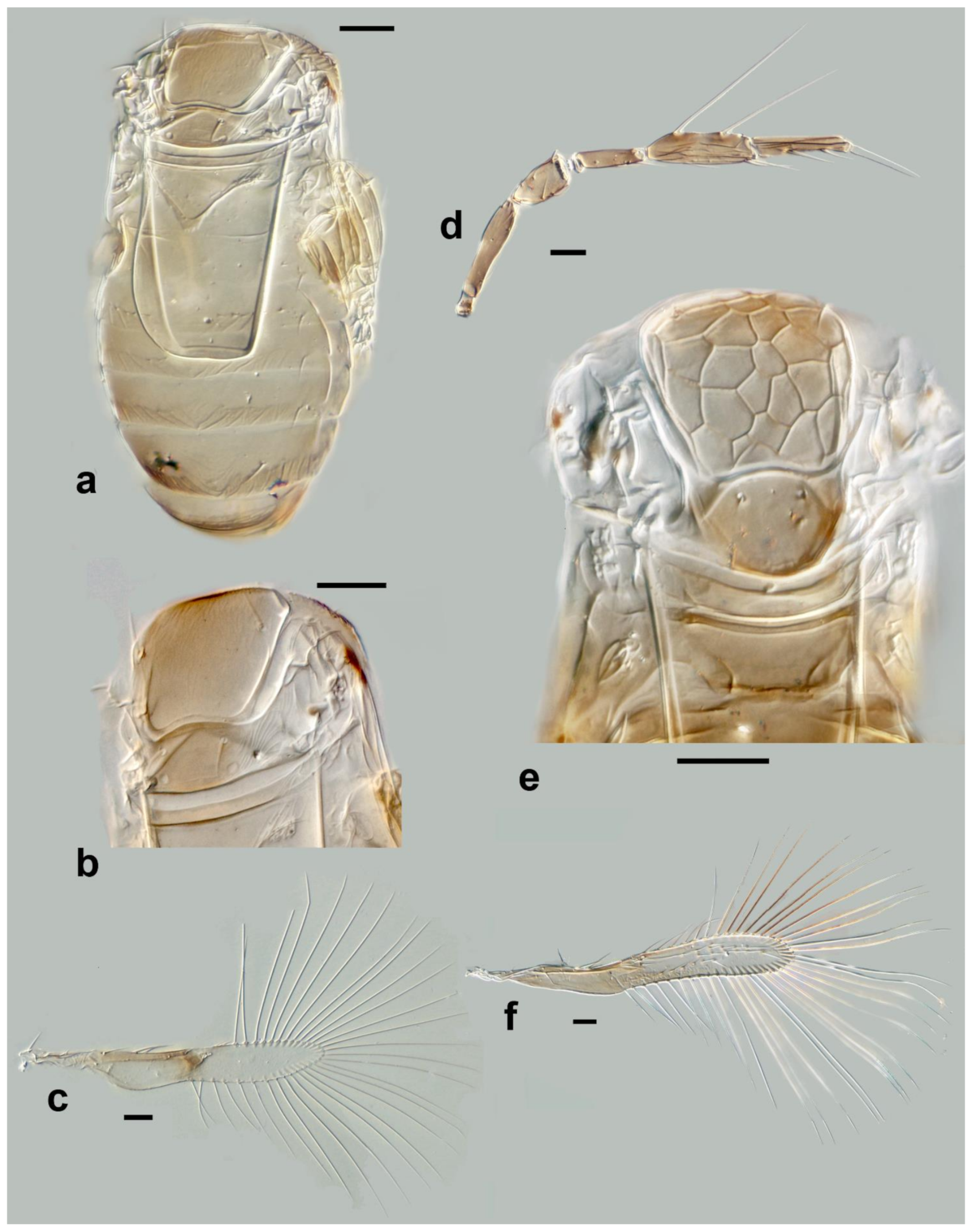 Insects 13 00561 g013