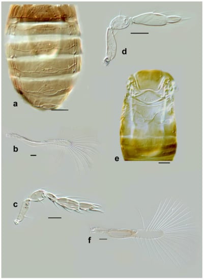 Insects 13 00561 g015