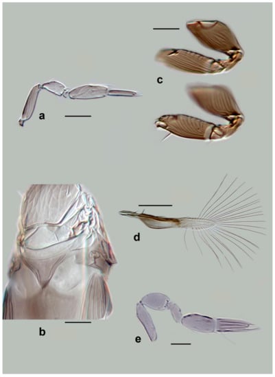 Insects 13 00561 g016