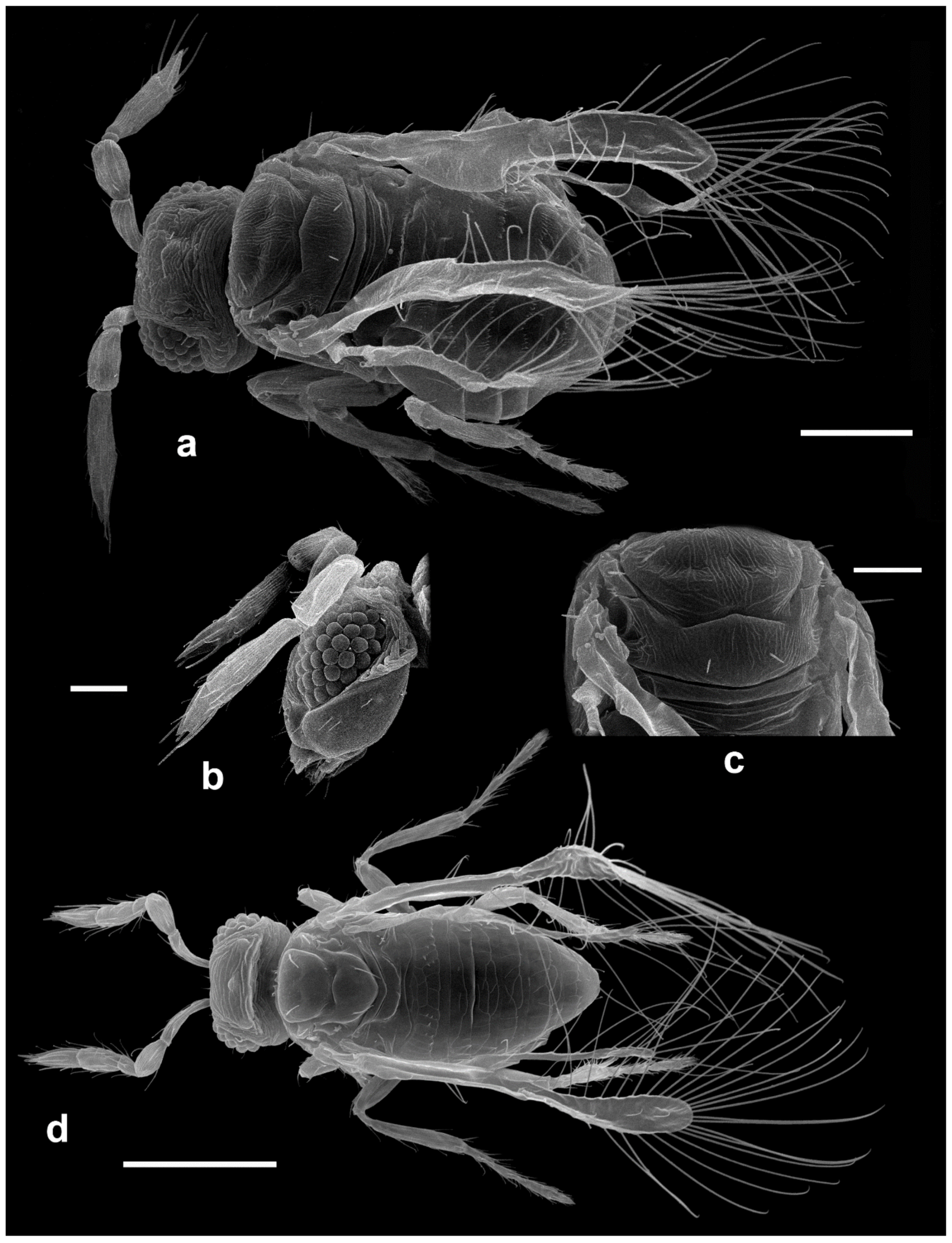 Insects 13 00561 g019