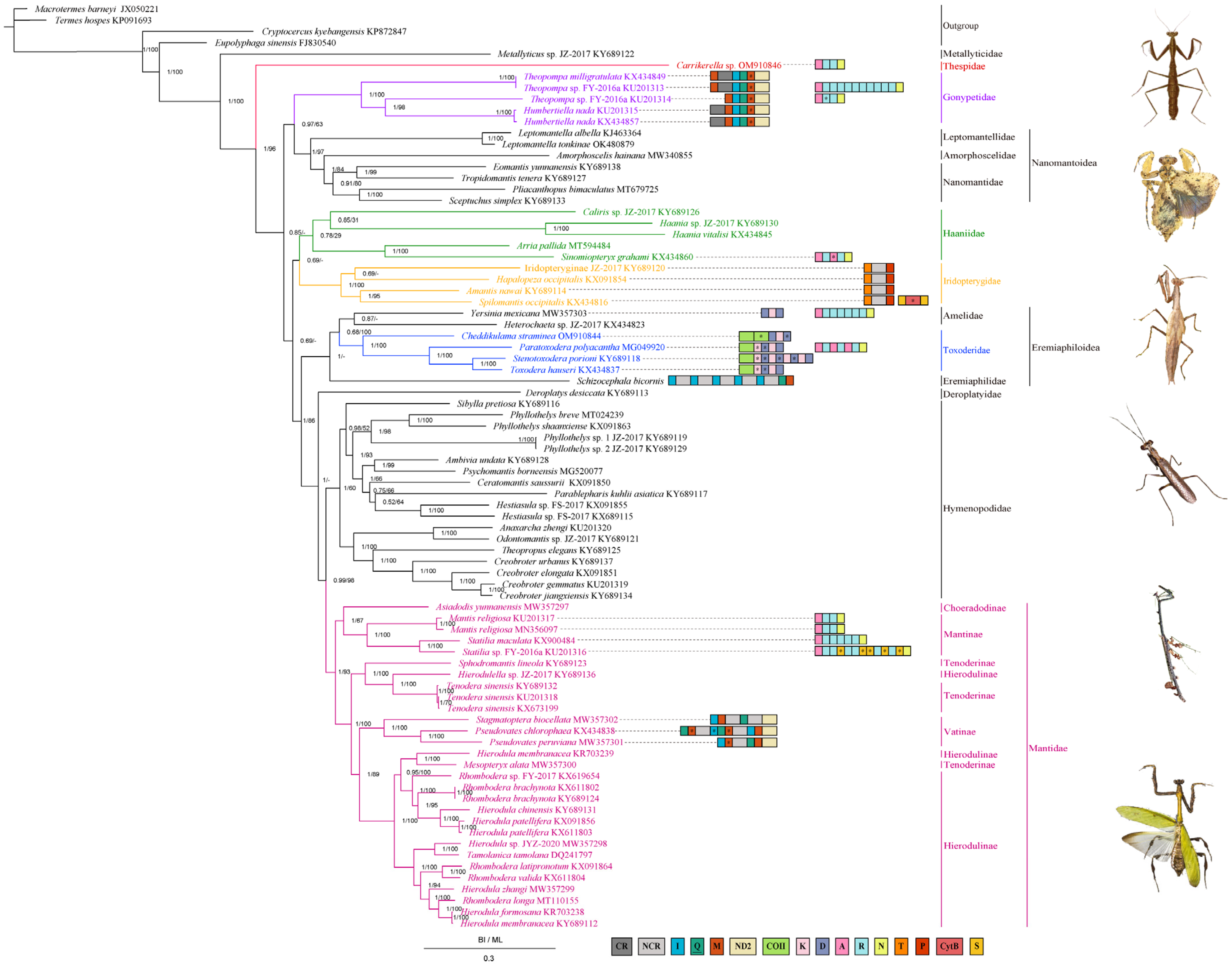 Insects 13 00564 g004 Insects 13 00564 g004