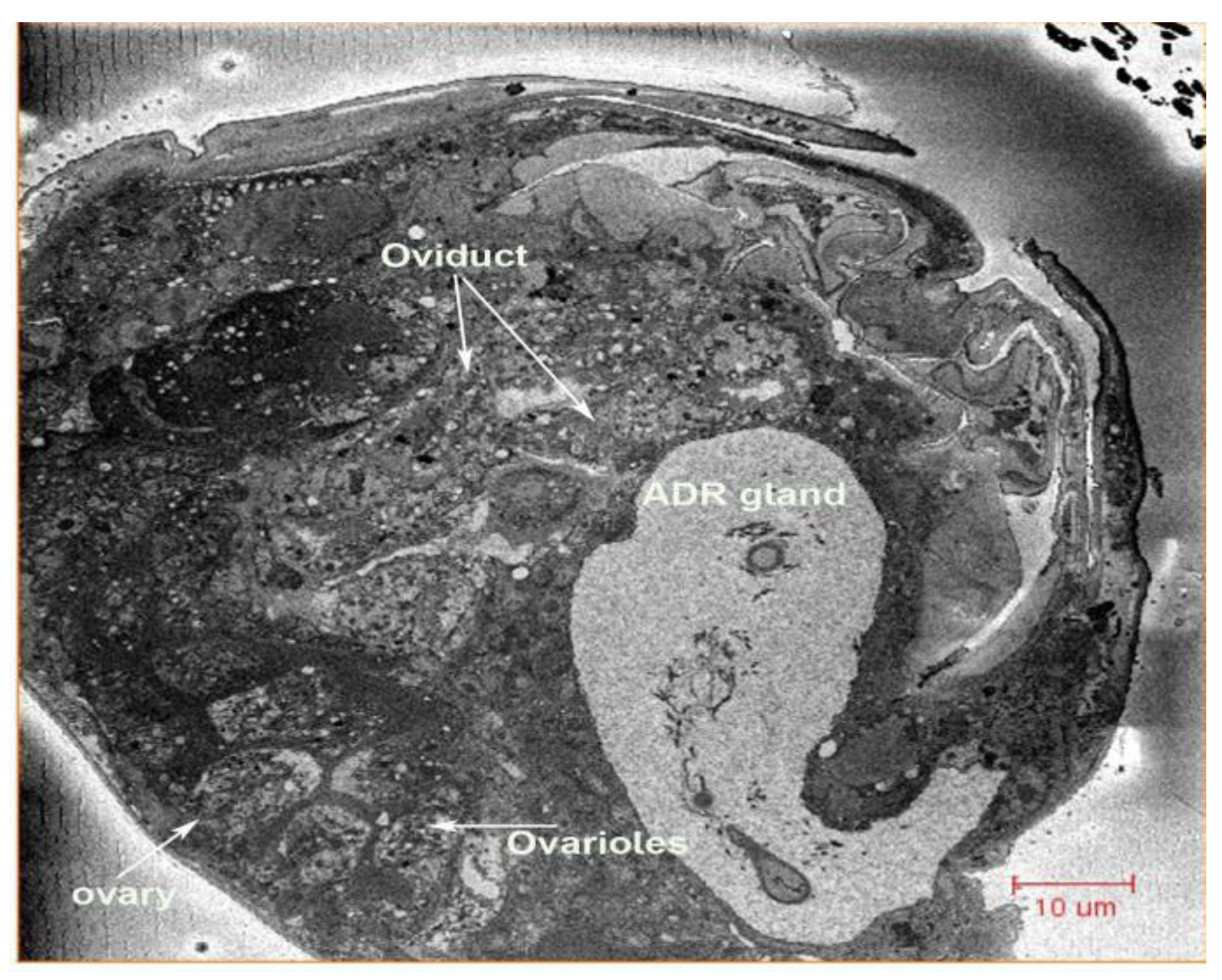 Insects 13 00566 g002