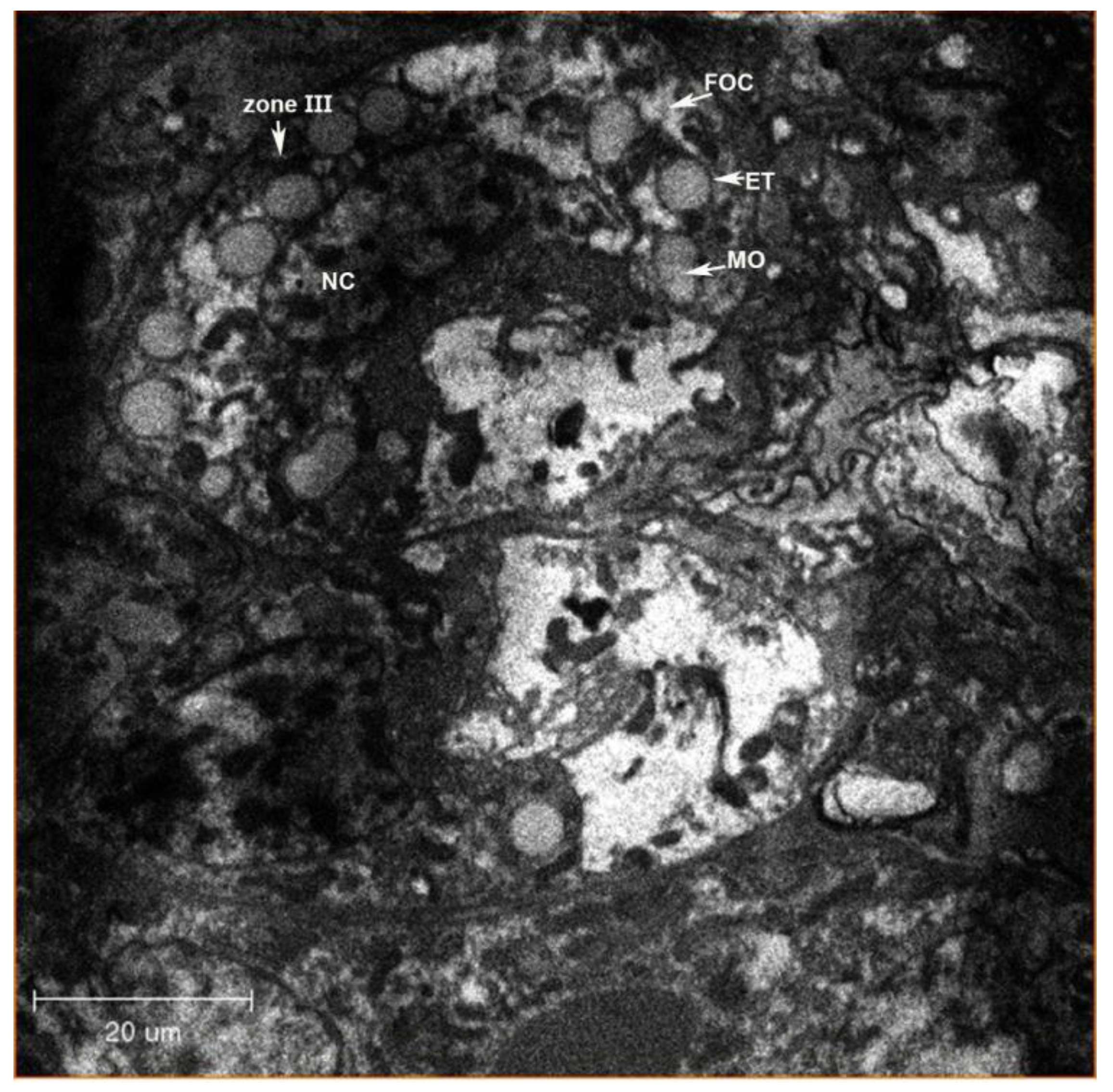 Insects 13 00566 g003