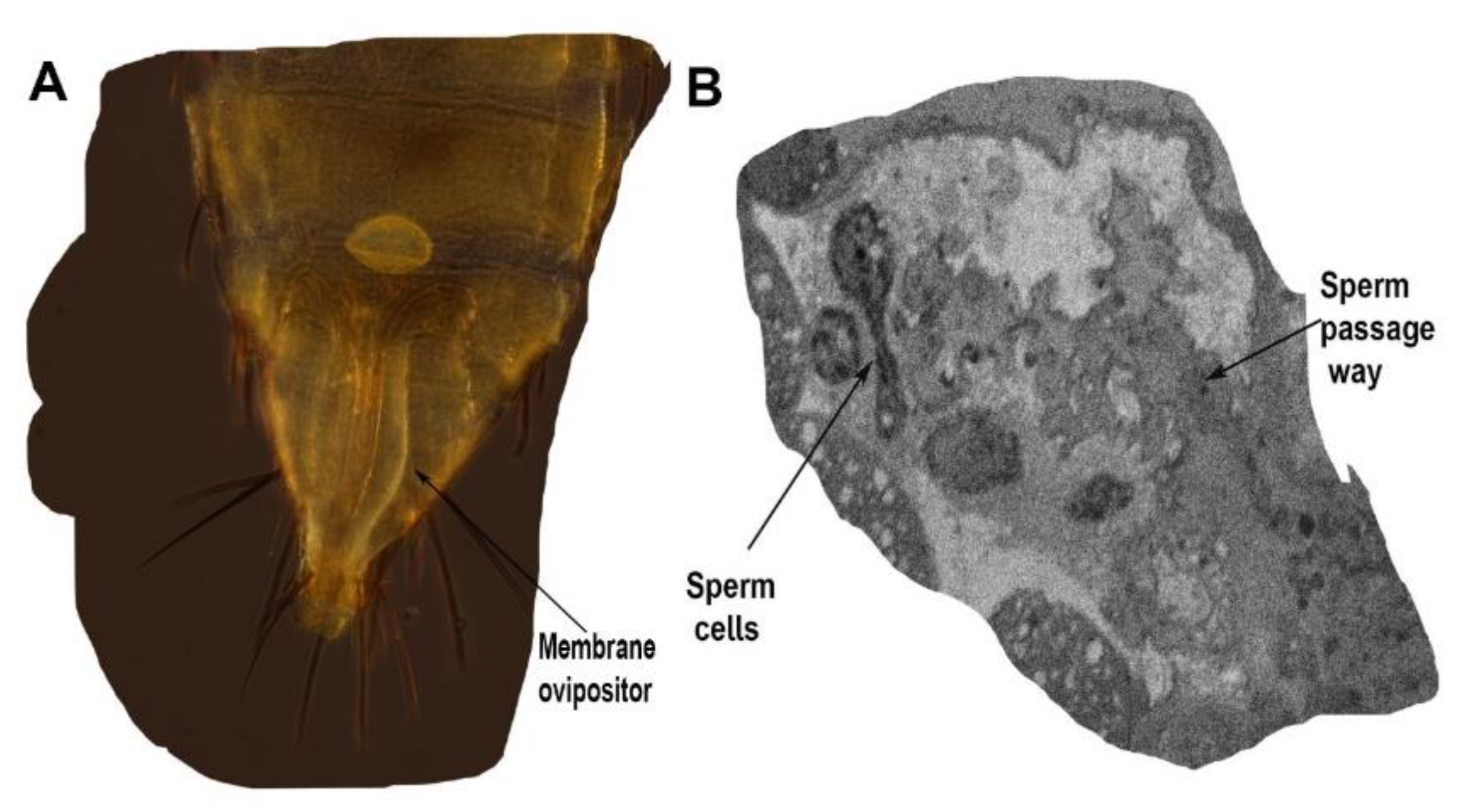 Insects 13 00566 g004