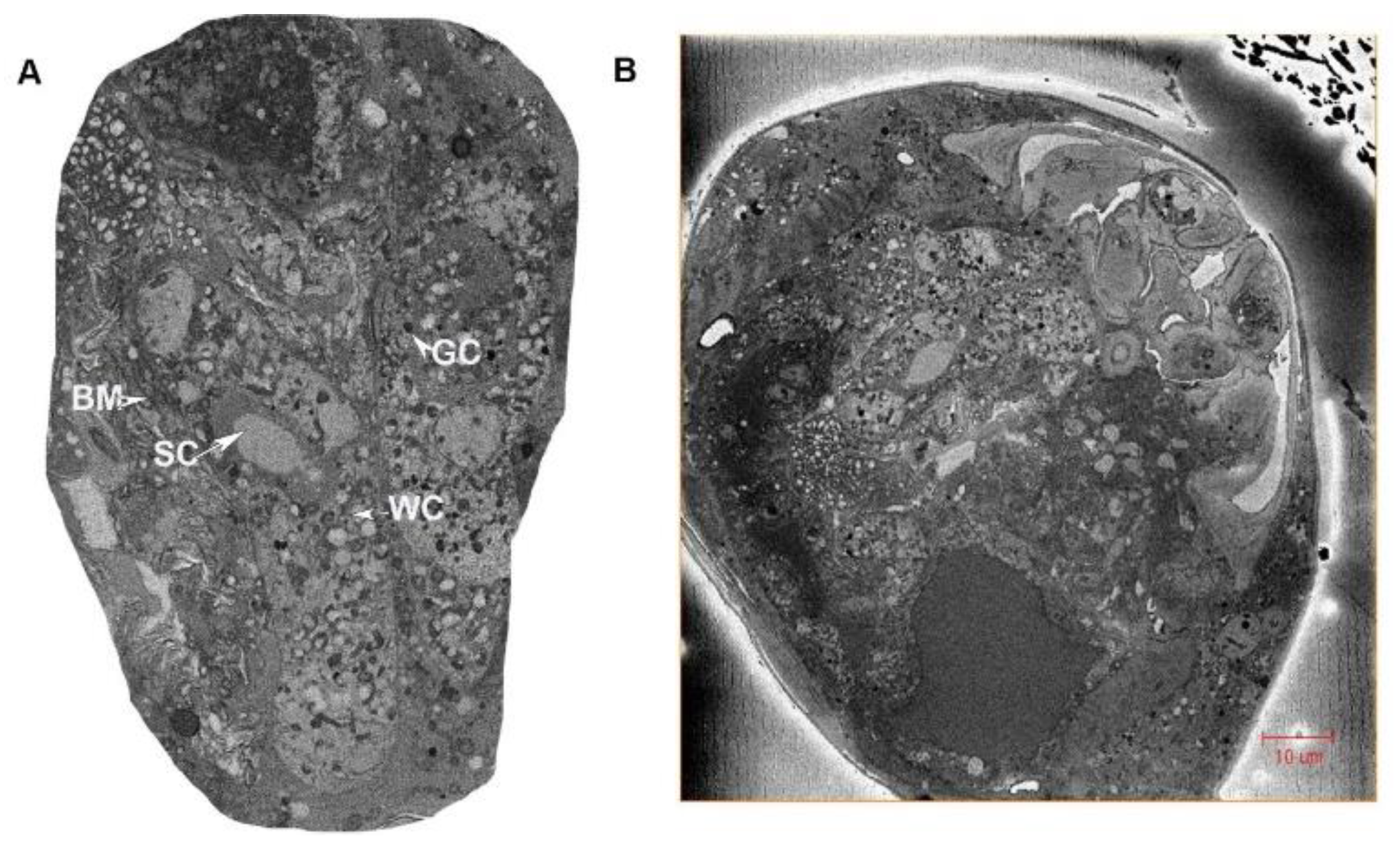 Insects 13 00566 g005