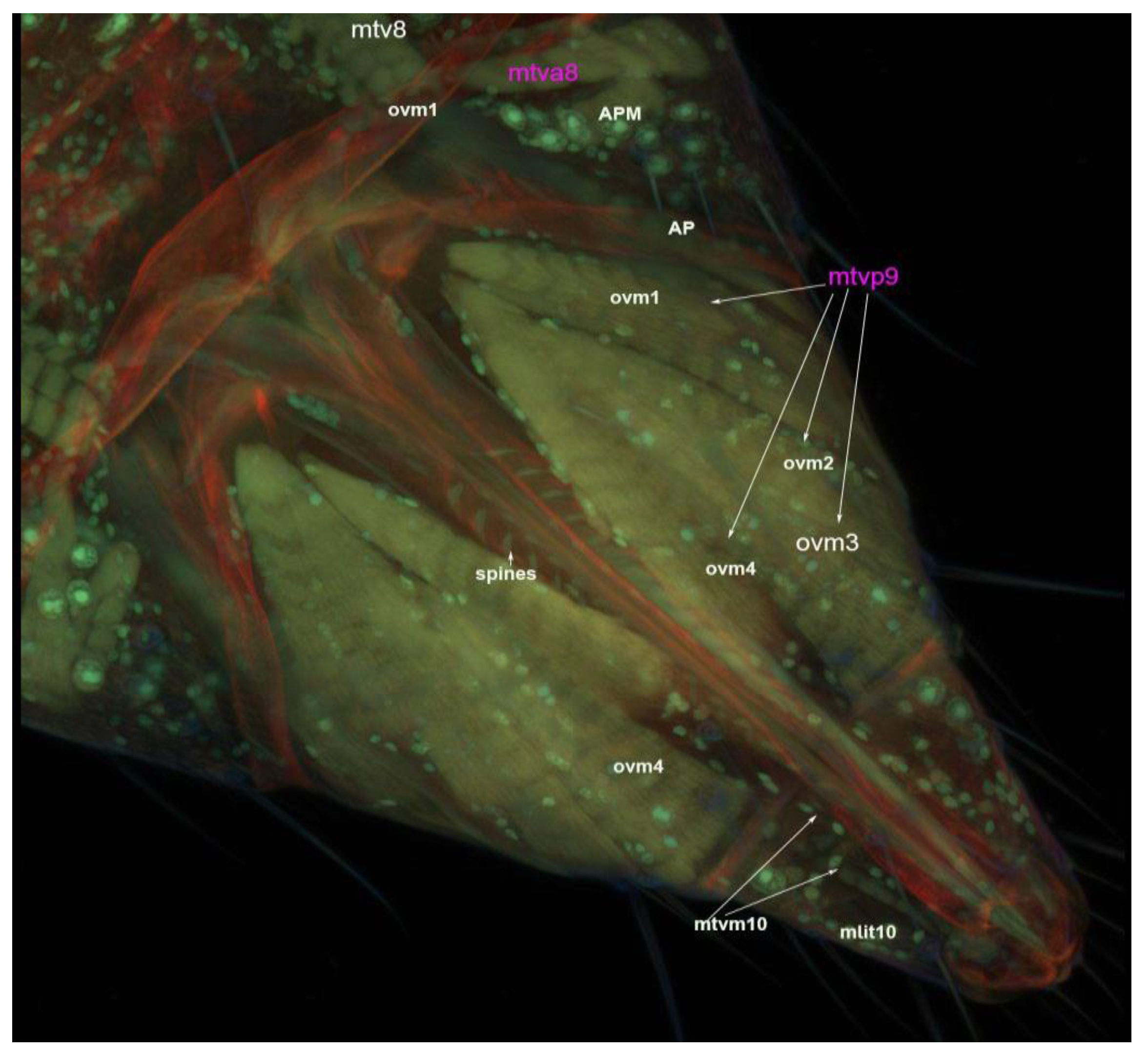 Insects 13 00566 g011