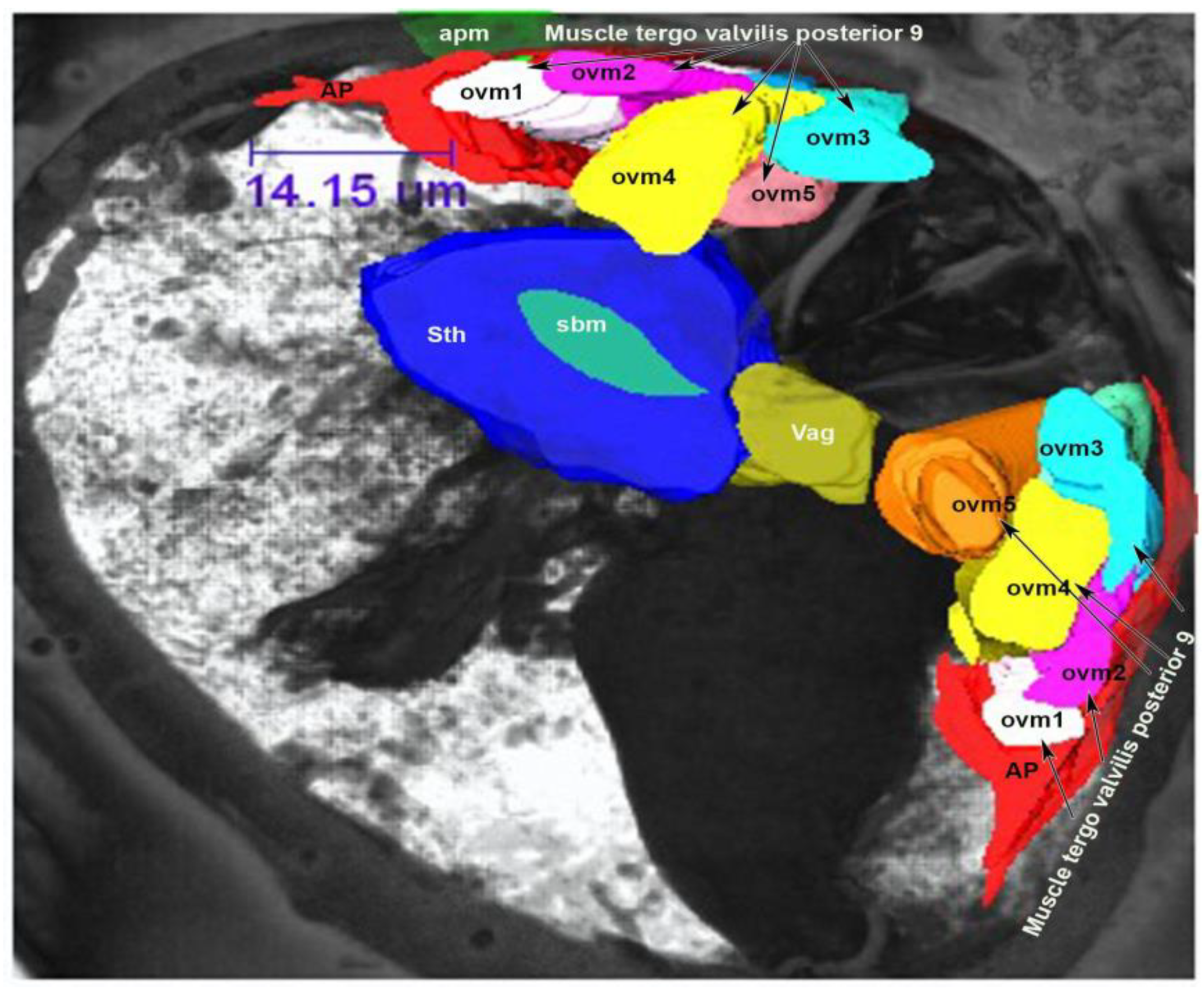 Insects 13 00566 g012