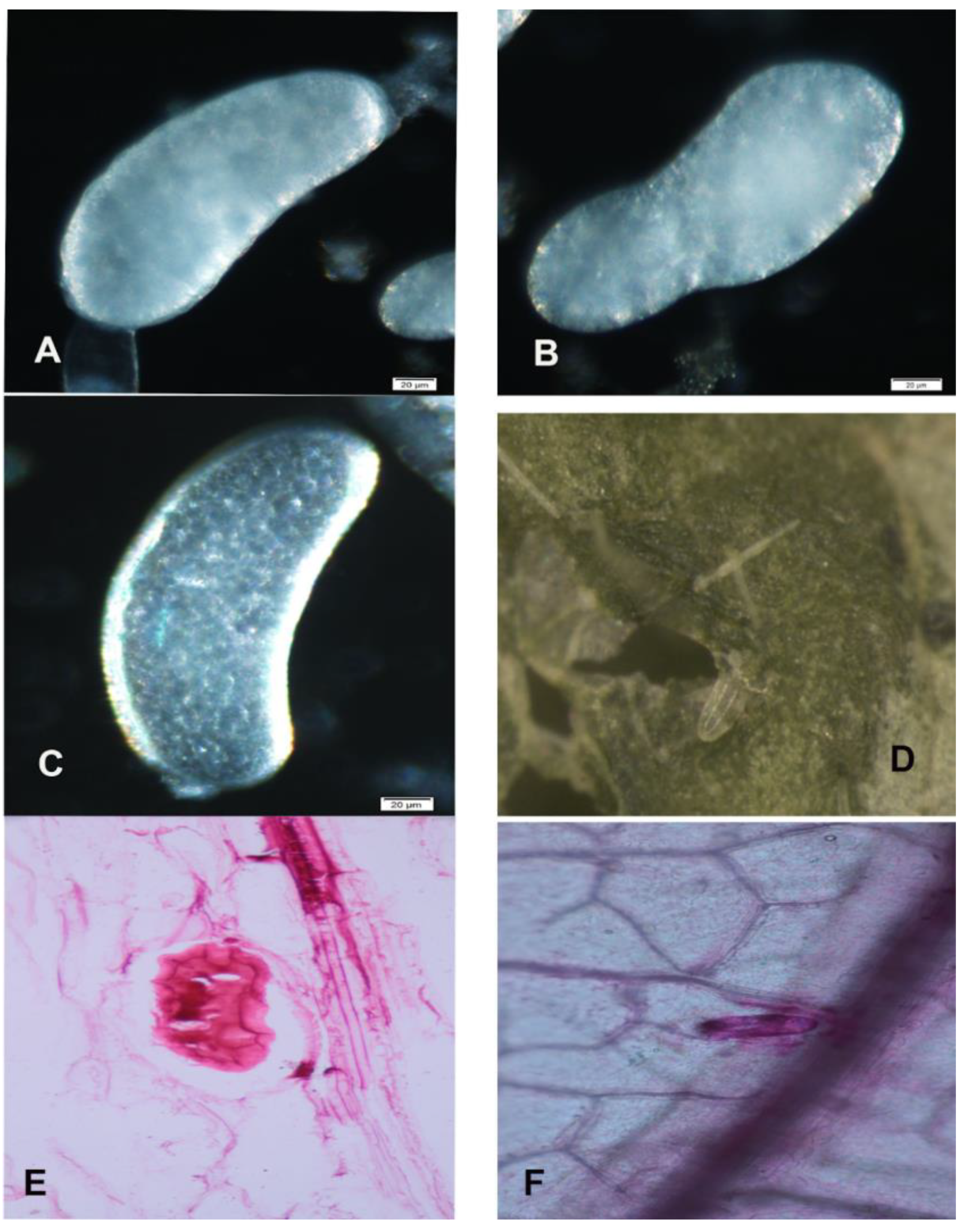 Insects 13 00566 g013