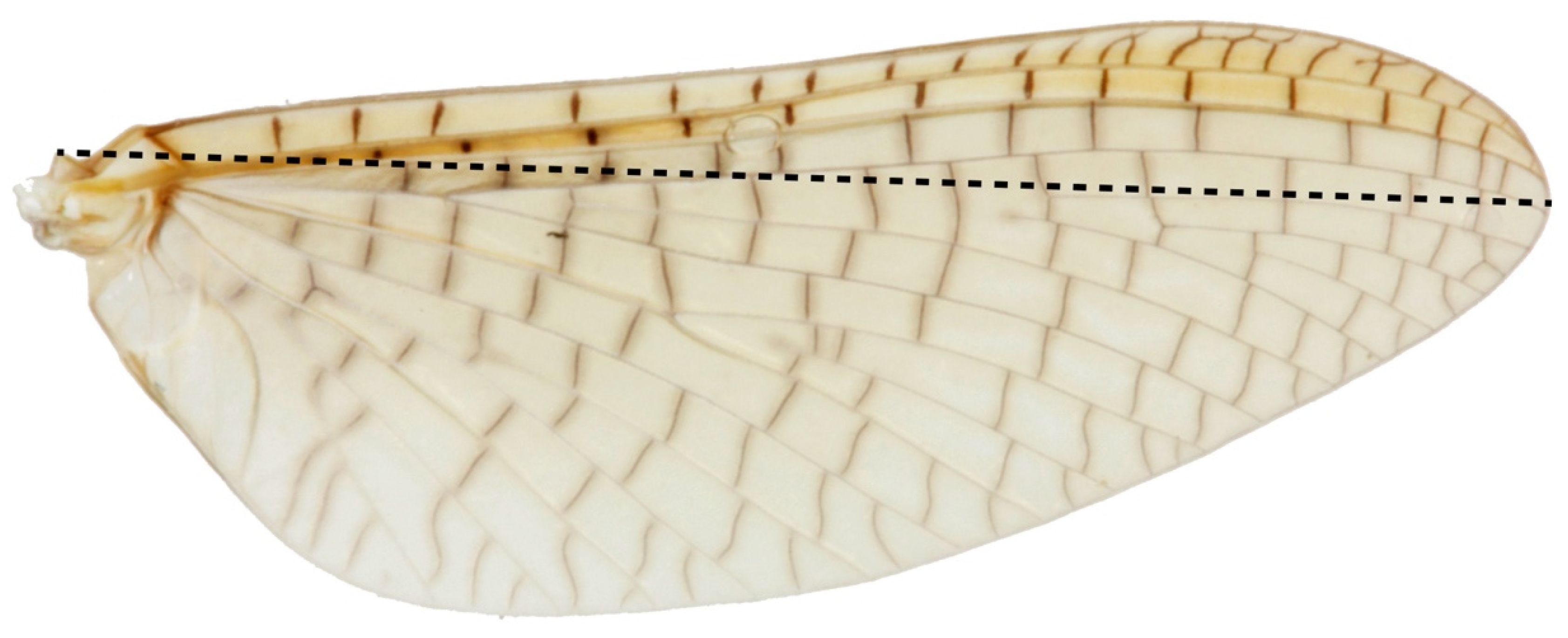 Insects 13 00567 g003