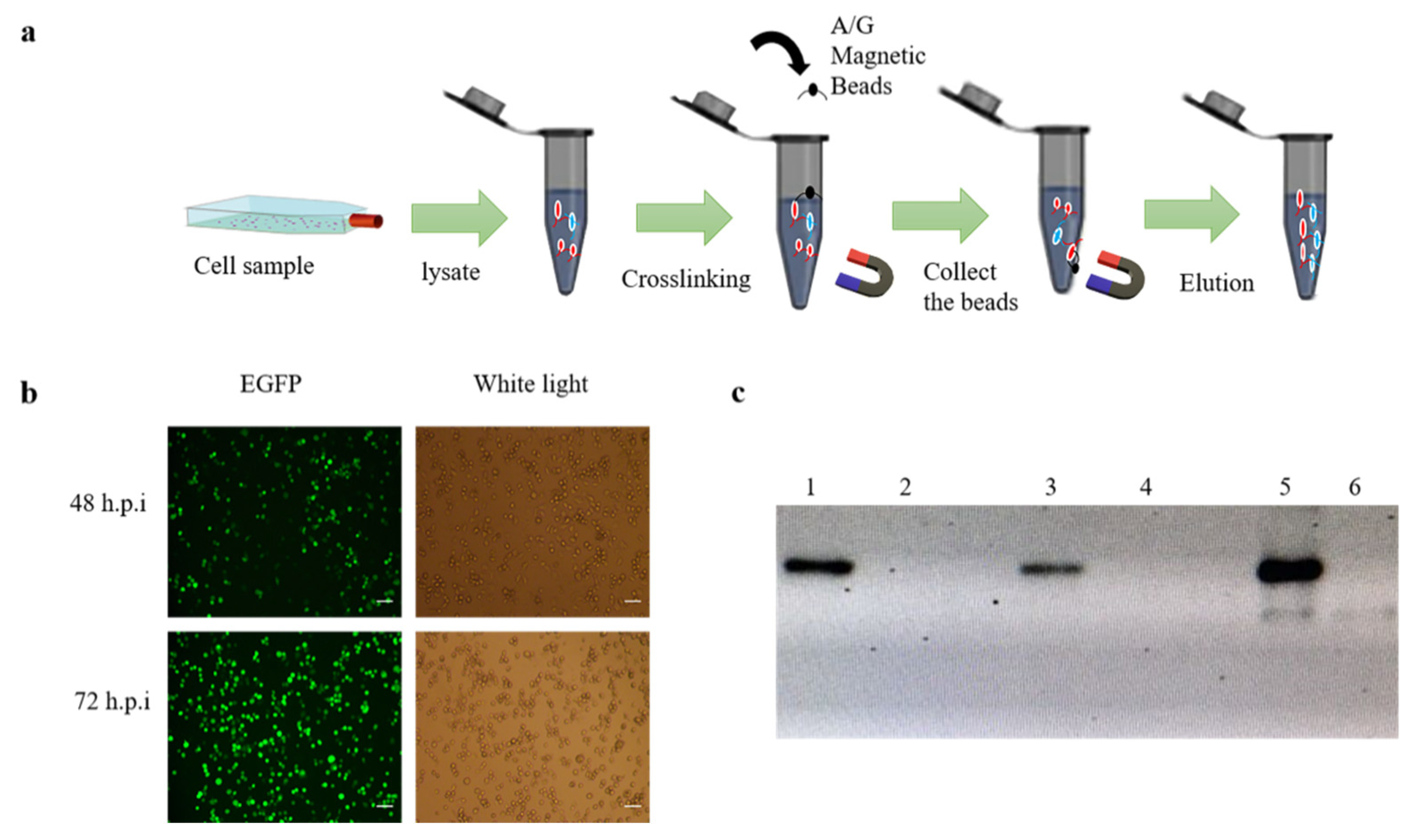 Insects 13 00575 g001