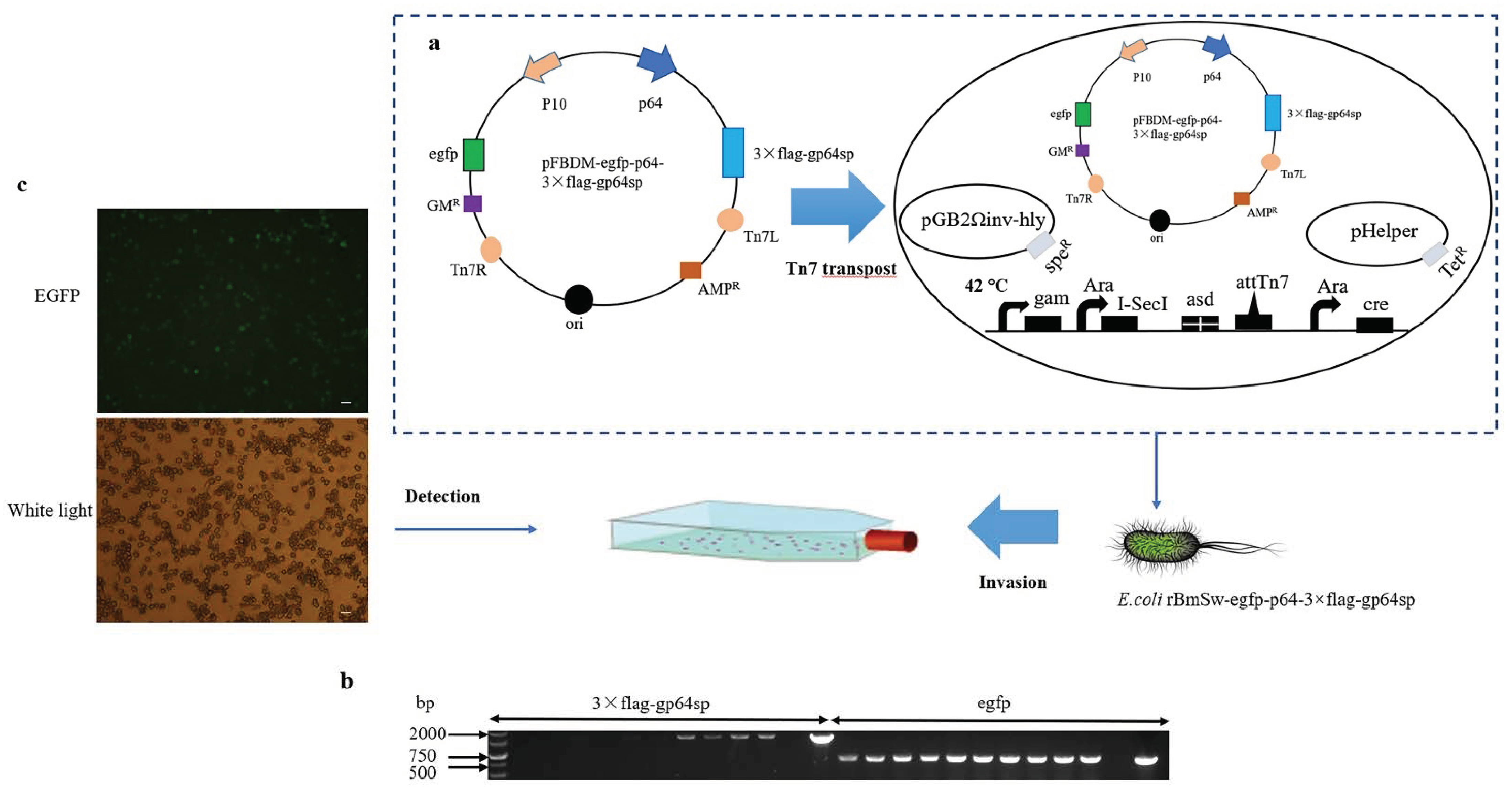 Insects 13 00575 g003