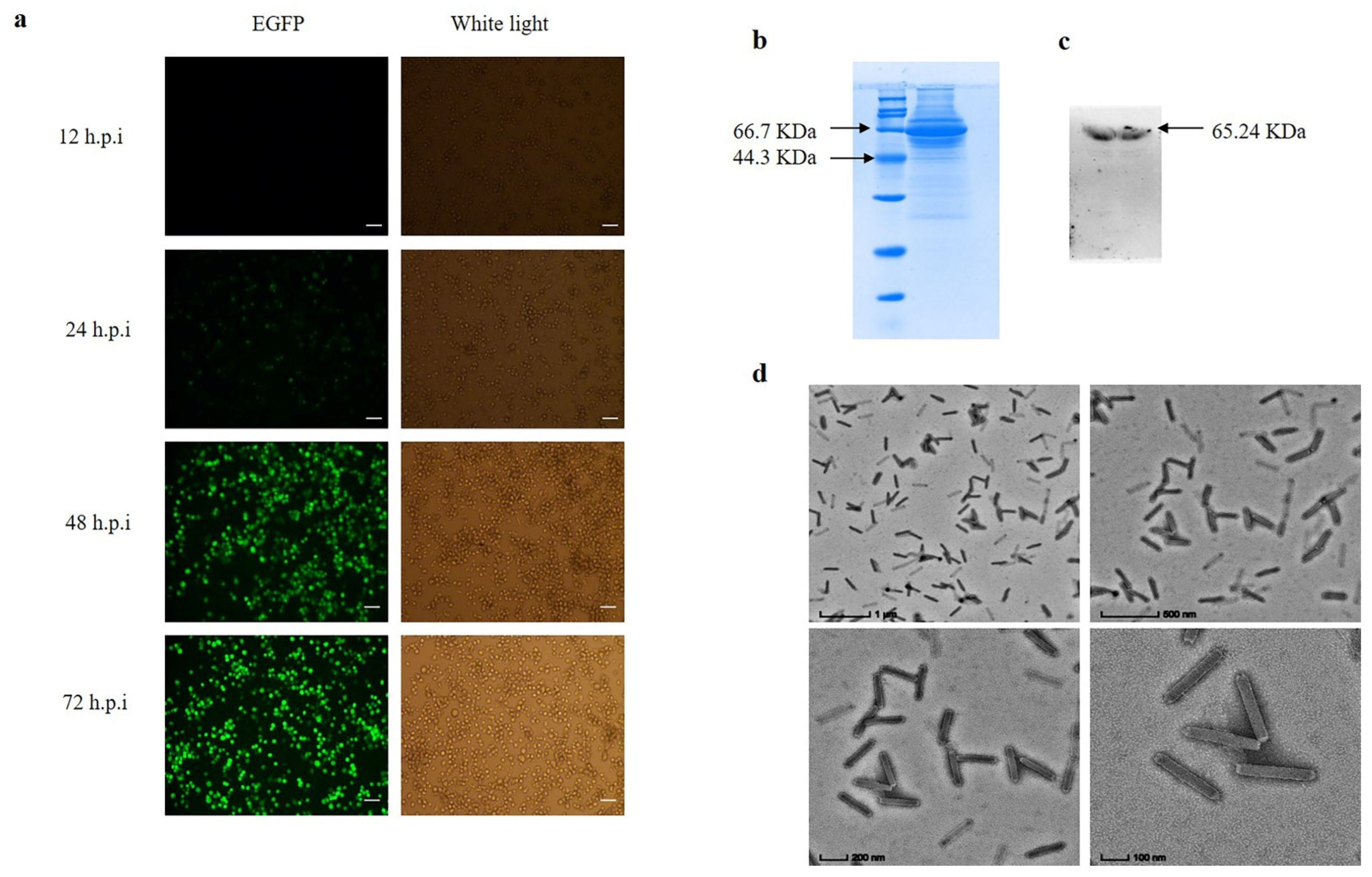 Insects 13 00575 g004