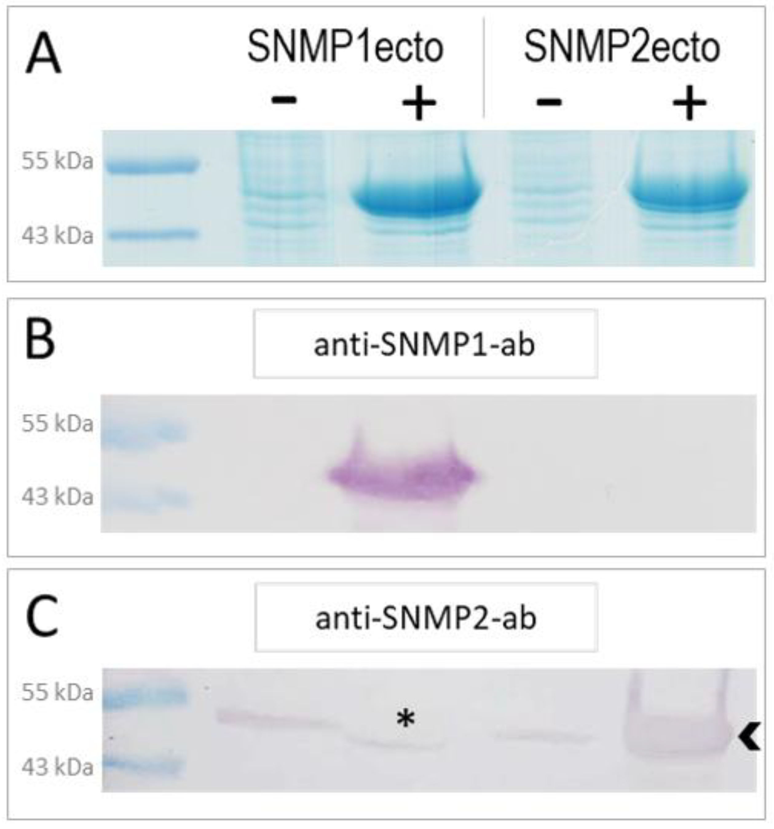 Insects 13 00579 g001