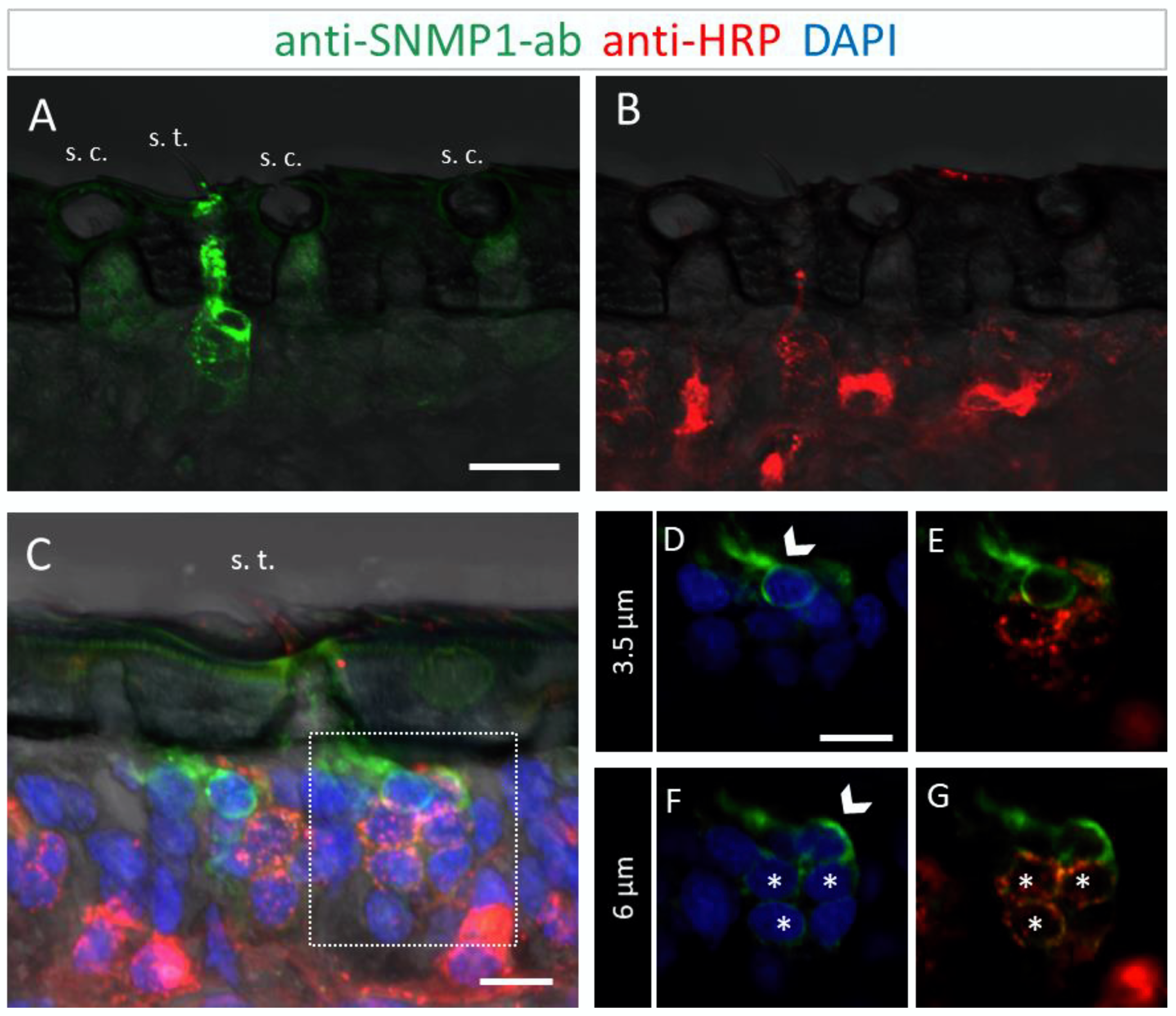 Insects 13 00579 g003