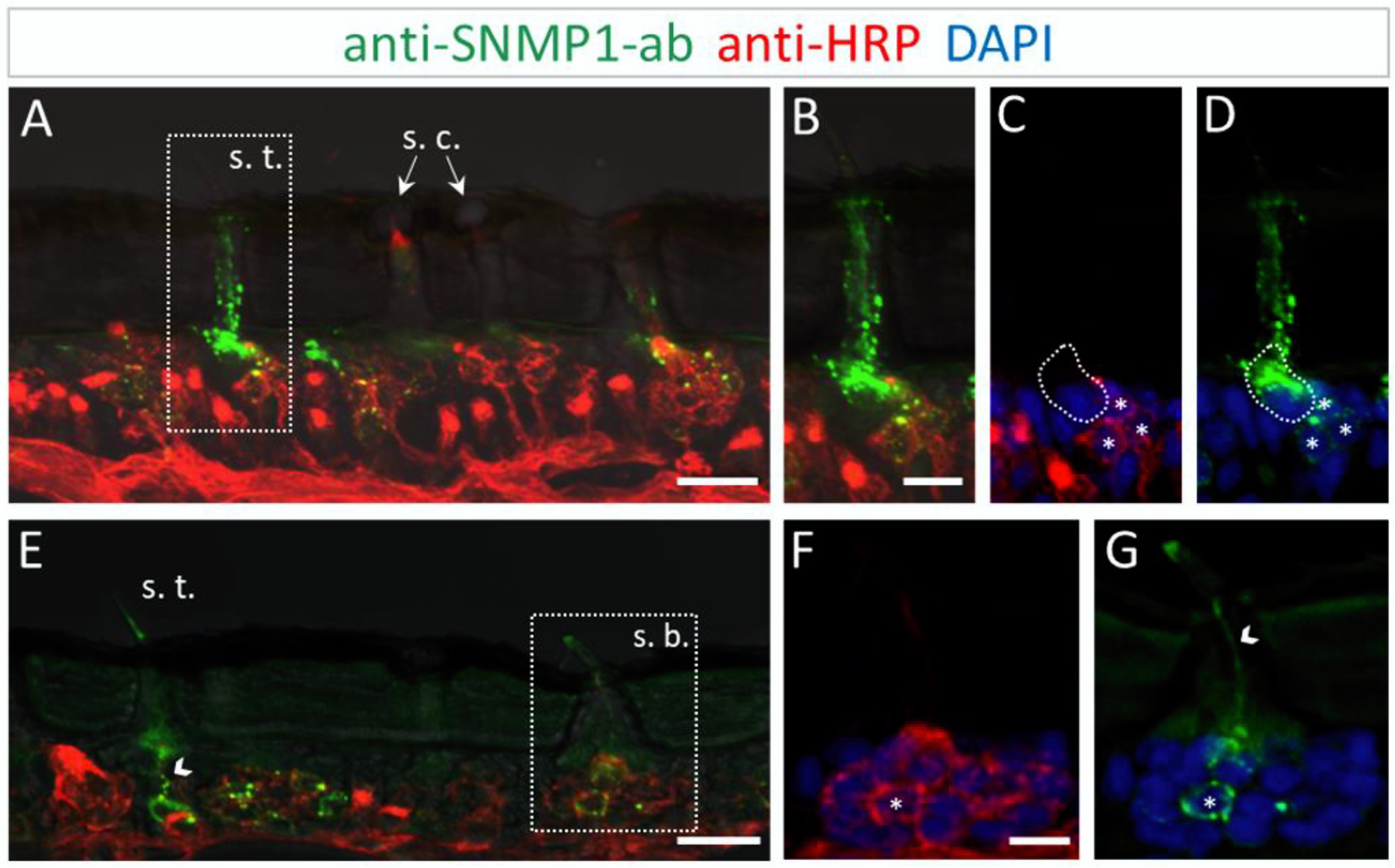 Insects 13 00579 g004