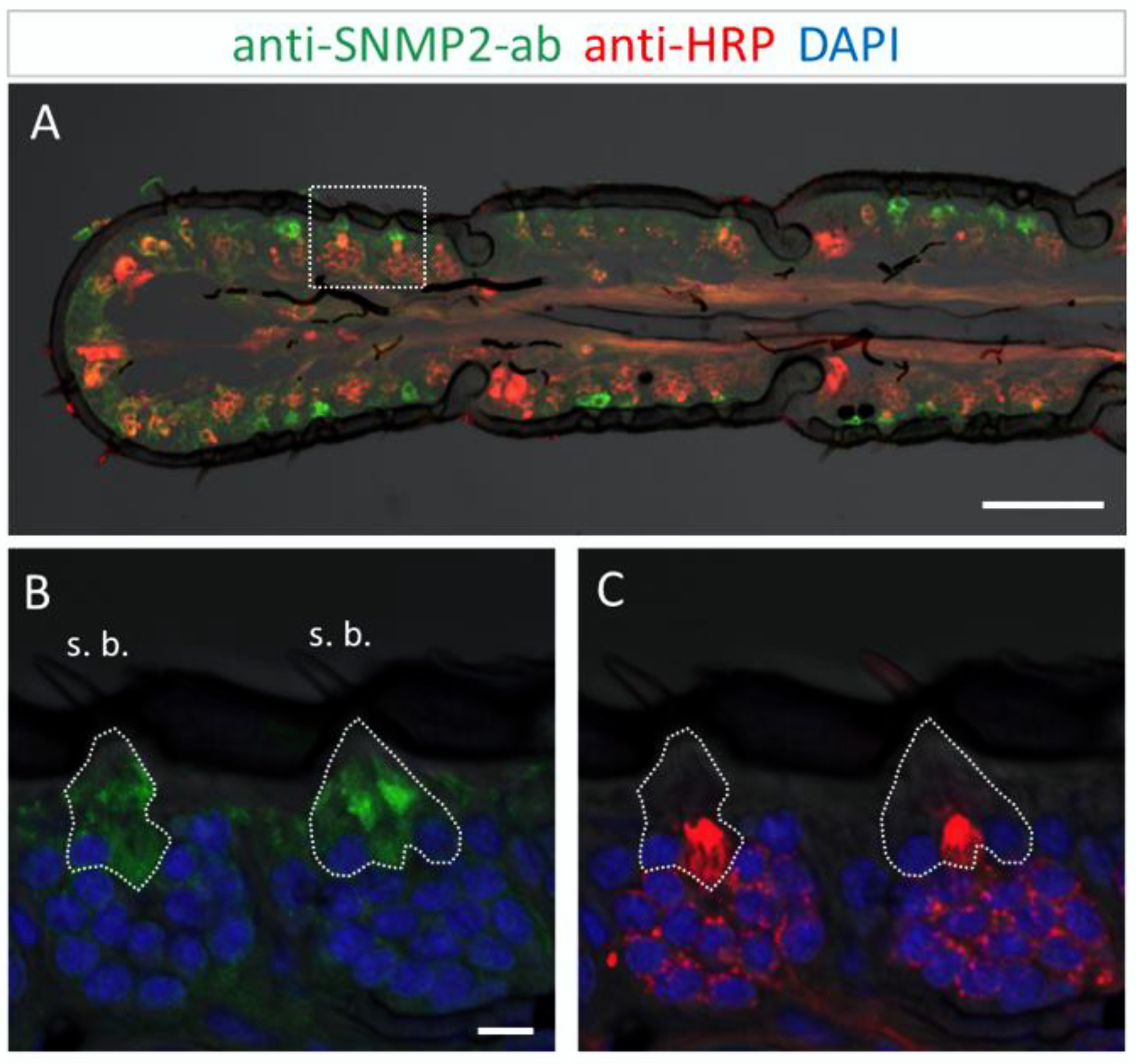 Insects 13 00579 g005