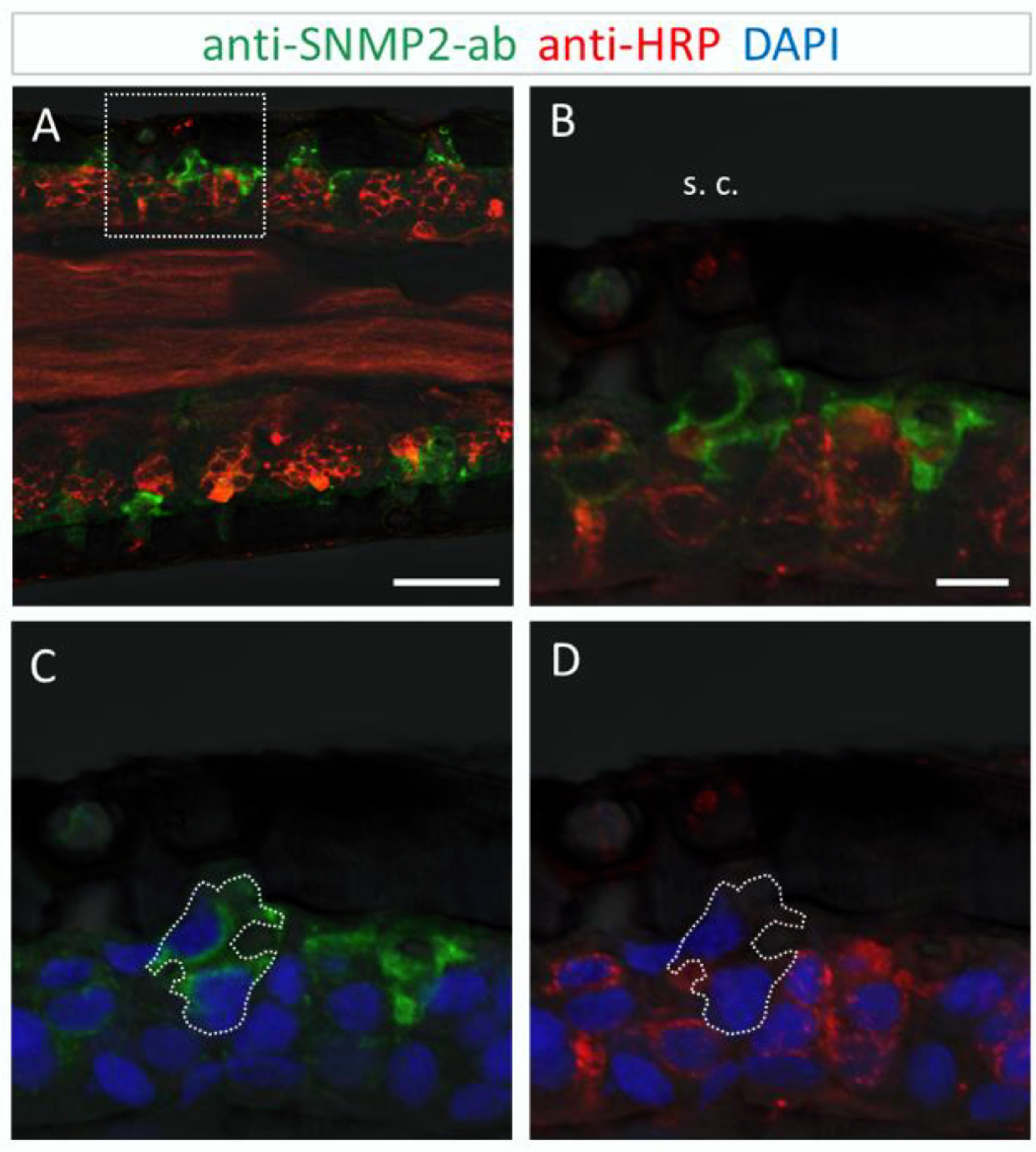 Insects 13 00579 g006