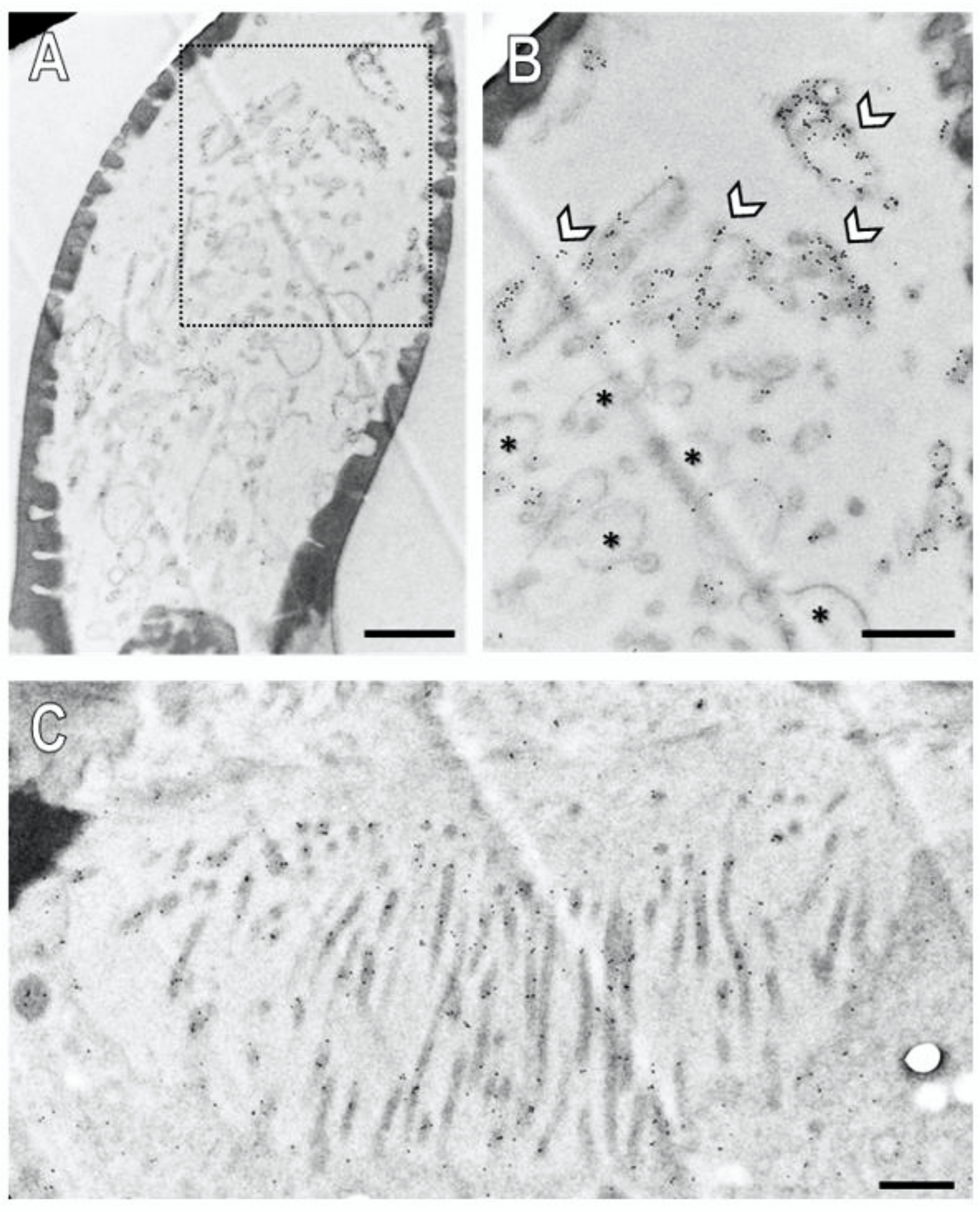 Insects 13 00579 g007