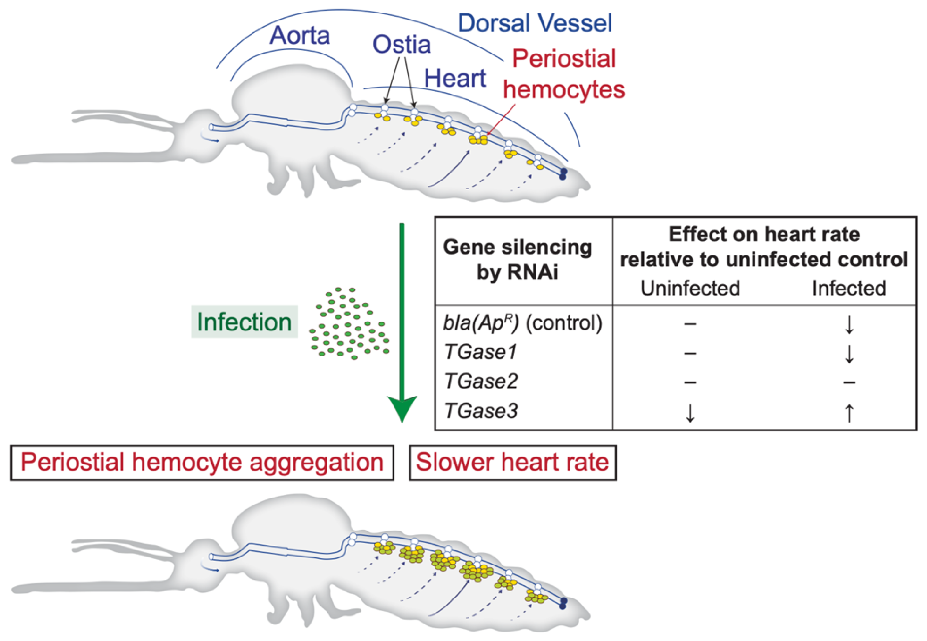 Insects 13 00582 g004