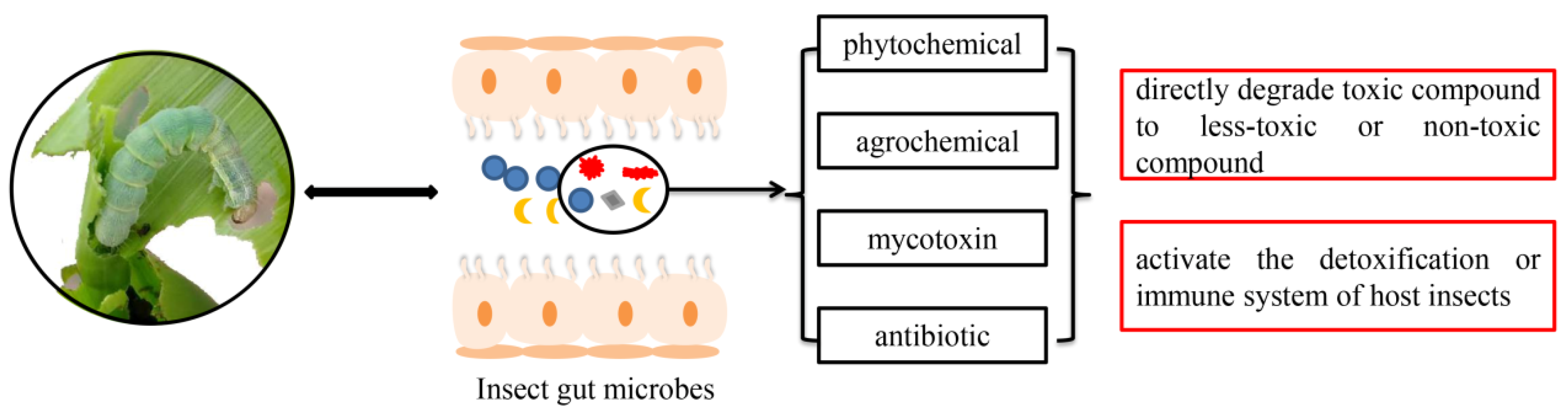 Insects 13 00583 g001