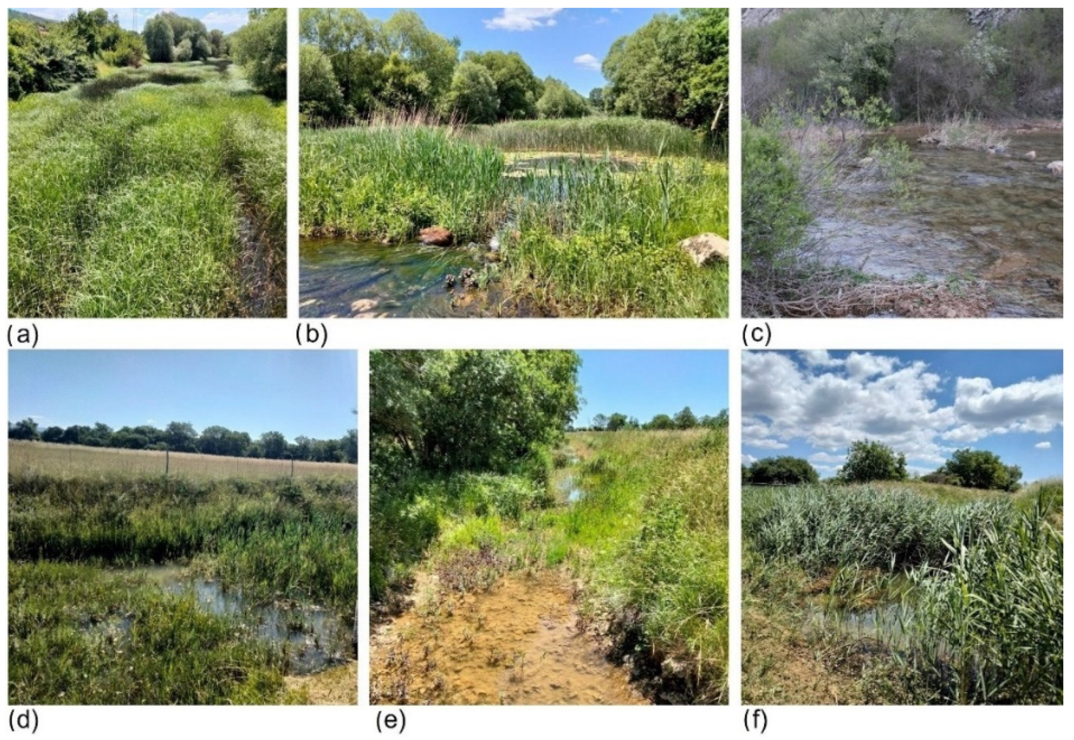 Insects 13 00584 g002