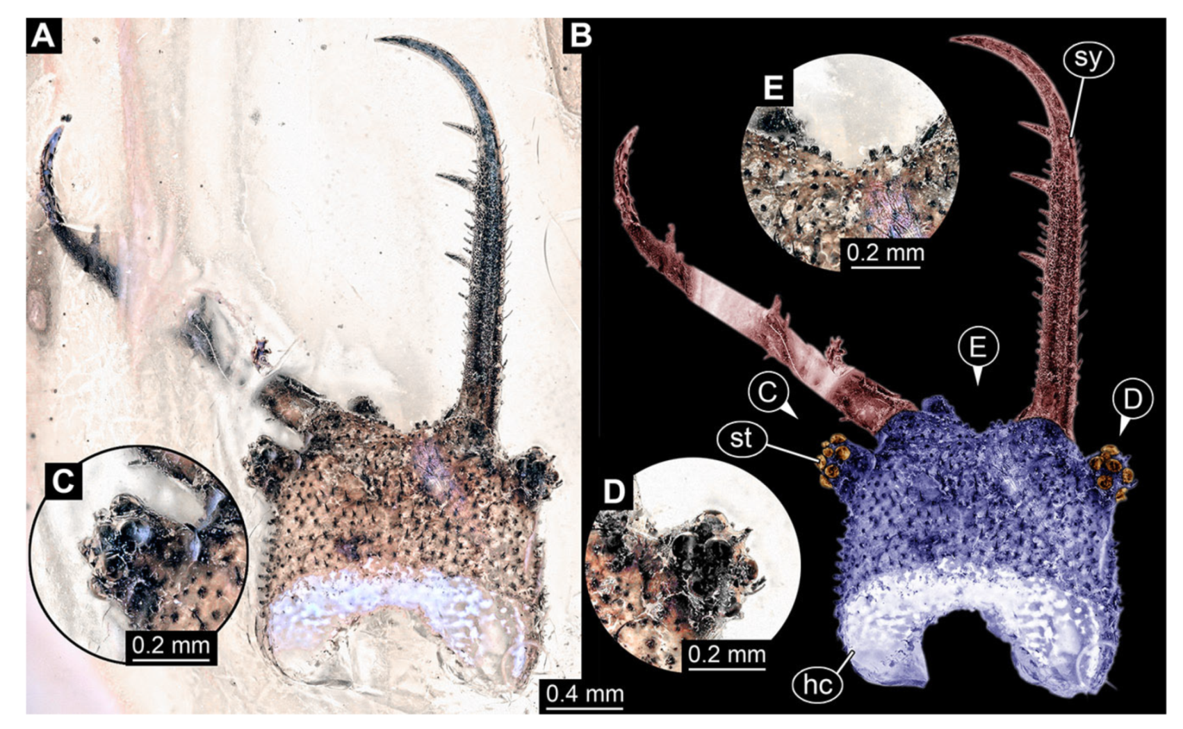Insects 13 00587 g001 Insects 13 00587 g001