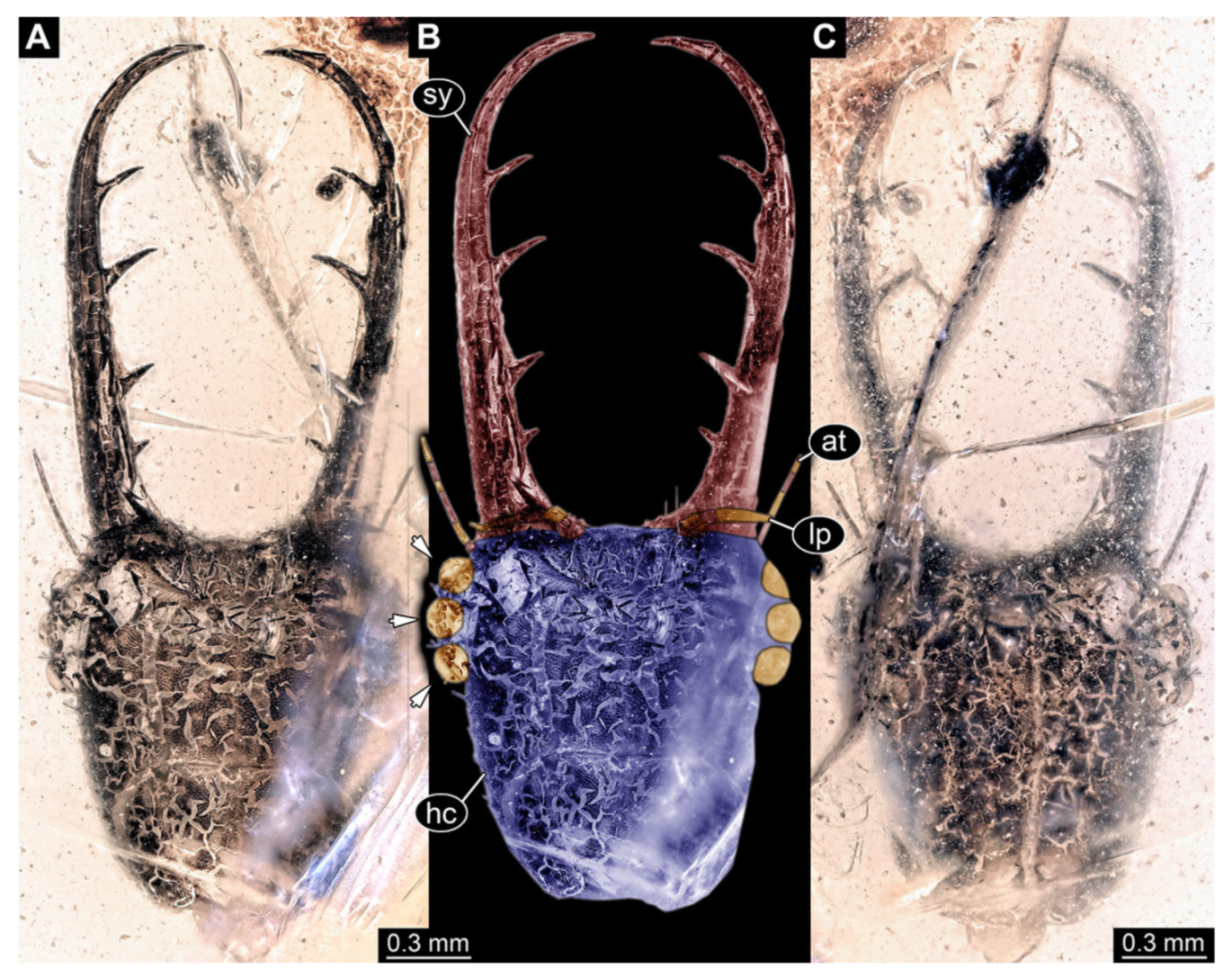 Insects 13 00587 g002 Insects 13 00587 g002