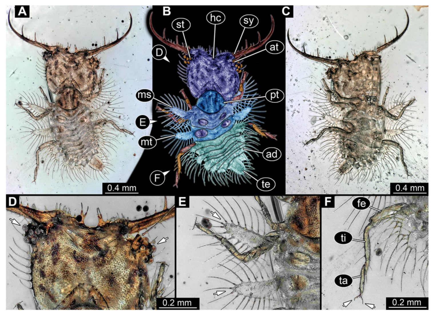 Insects 13 00587 g003 Insects 13 00587 g003