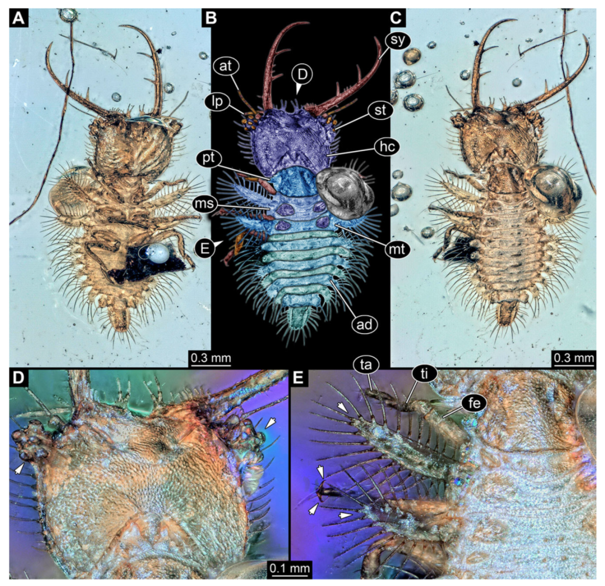 Insects 13 00587 g004 Insects 13 00587 g004