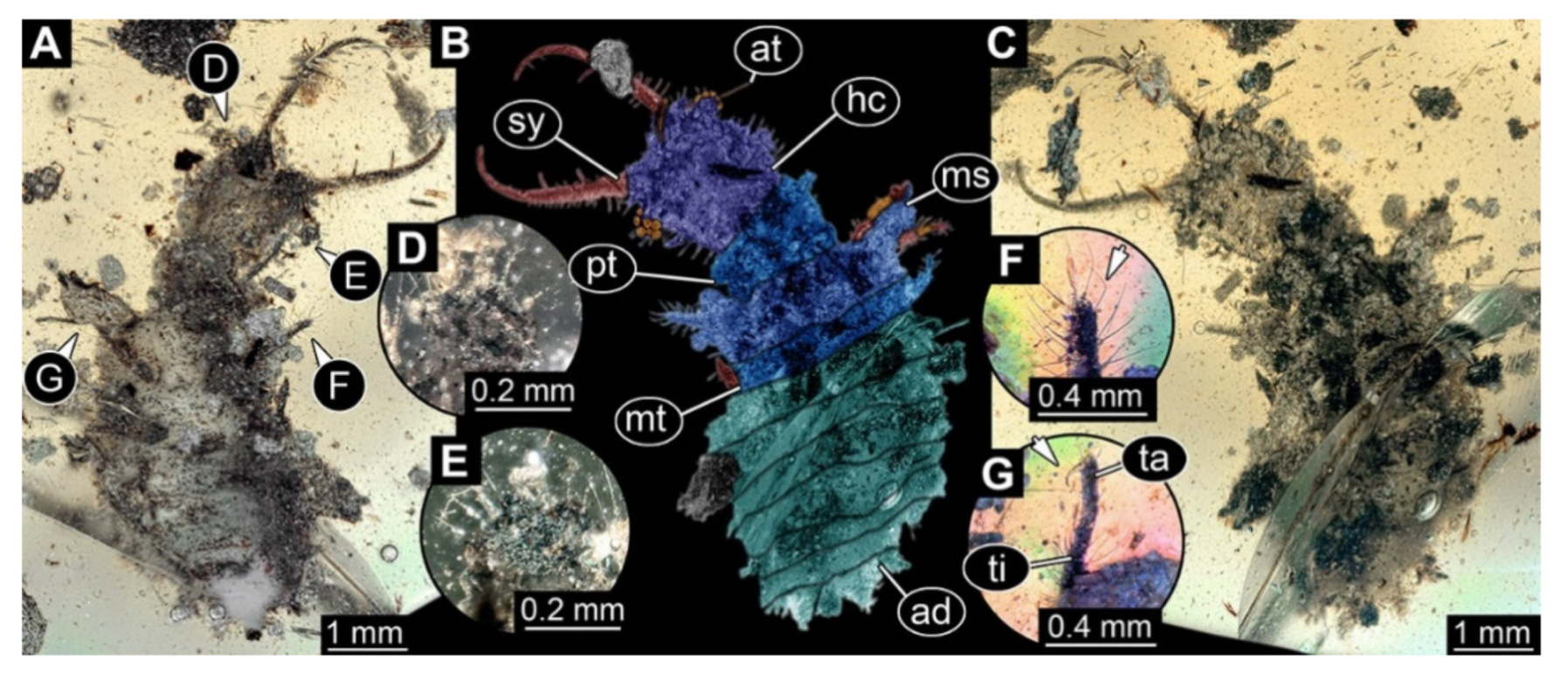 Insects 13 00587 g006 Insects 13 00587 g006