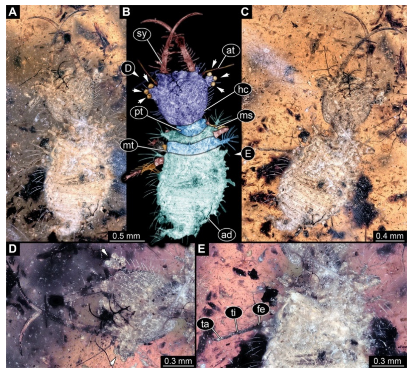 Insects 13 00587 g007 Insects 13 00587 g007