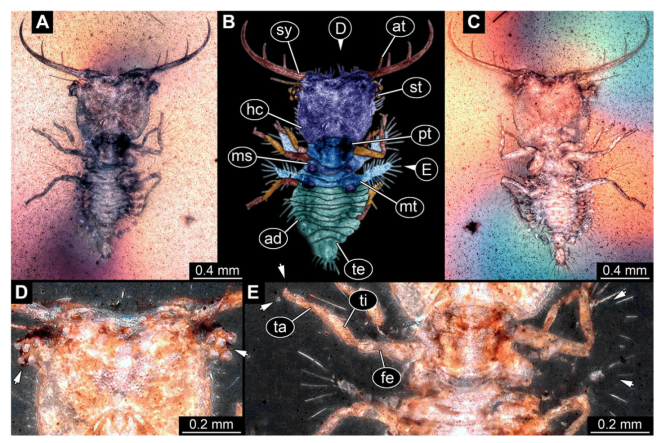 Insects 13 00587 g010 Insects 13 00587 g010