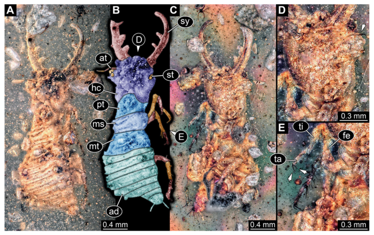 Insects 13 00587 g011 Insects 13 00587 g011