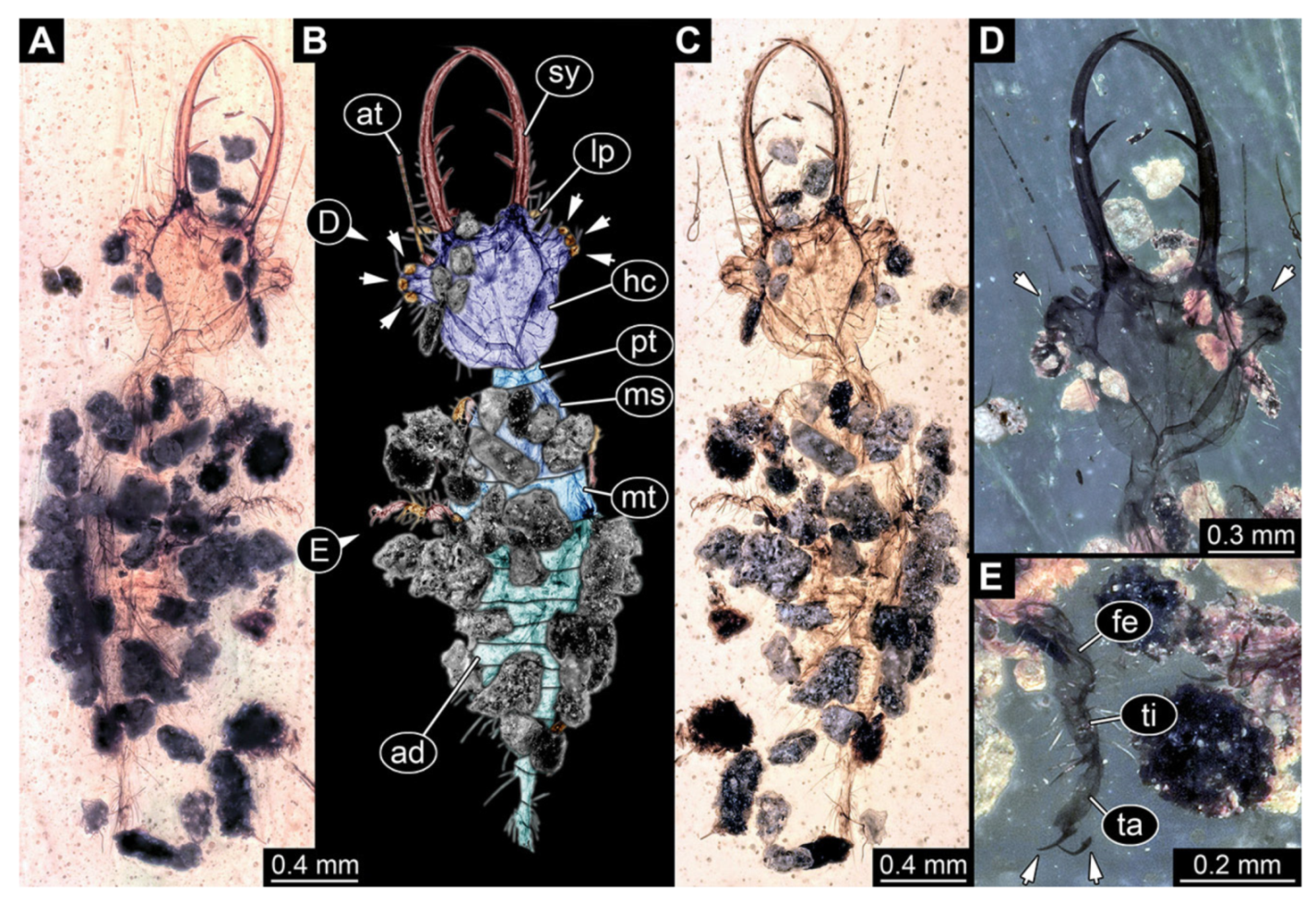 Insects 13 00587 g012 Insects 13 00587 g012