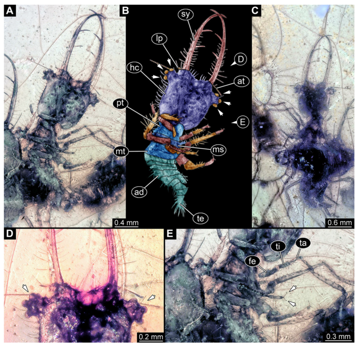 Insects 13 00587 g016 Insects 13 00587 g016
