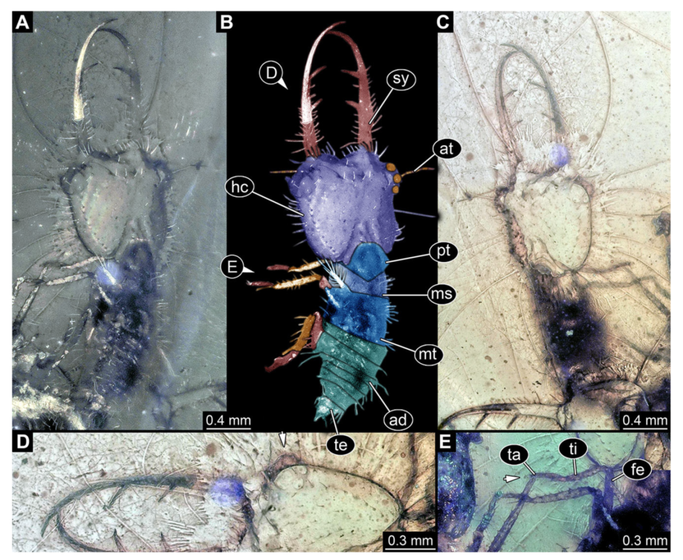 Insects 13 00587 g017 Insects 13 00587 g017