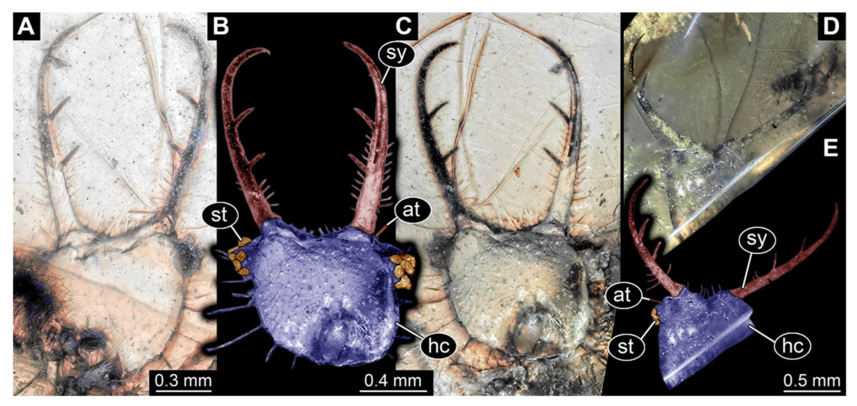 Insects 13 00587 g018 Insects 13 00587 g018