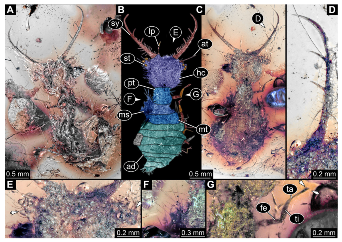 Insects 13 00587 g025 Insects 13 00587 g025