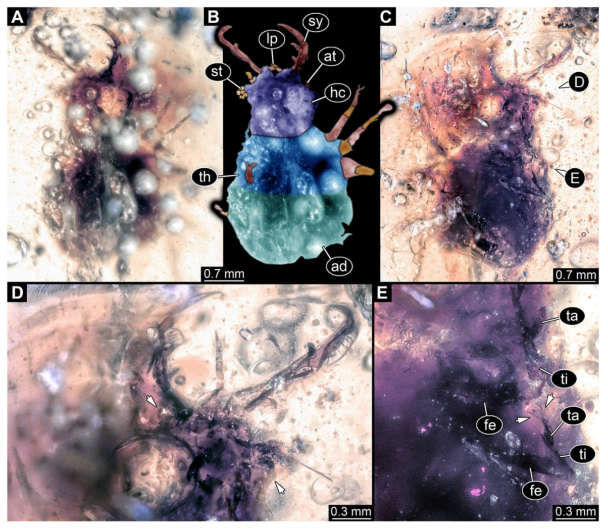 Insects 13 00587 g029 Insects 13 00587 g029