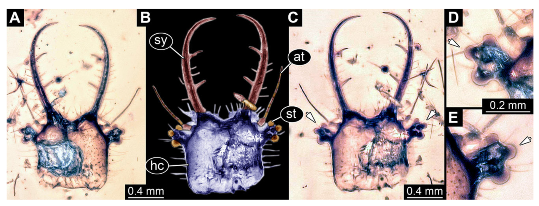 Insects 13 00587 g035 Insects 13 00587 g035