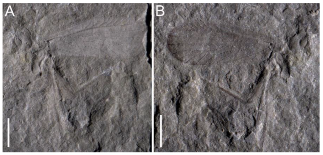 Insects 13 00592 g001