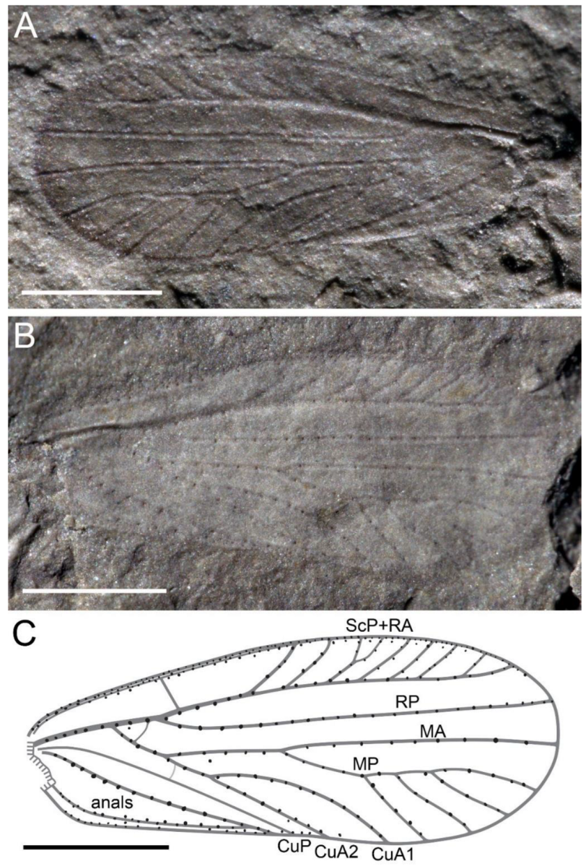 Insects 13 00592 g002